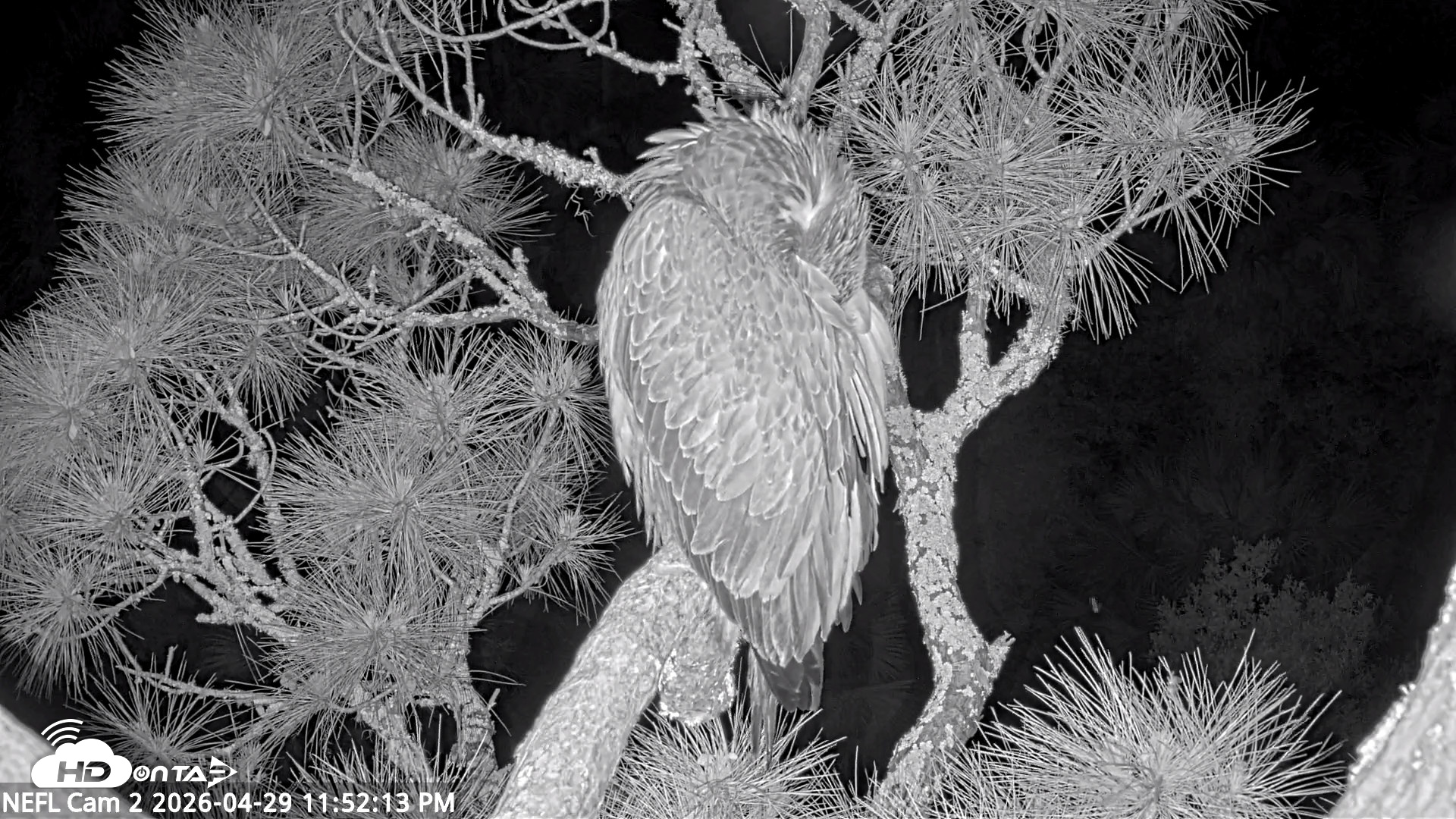 Snapshot of NE Florida Eagles Live Webcam taken Apr 29, 2026, 11:53pm EDT