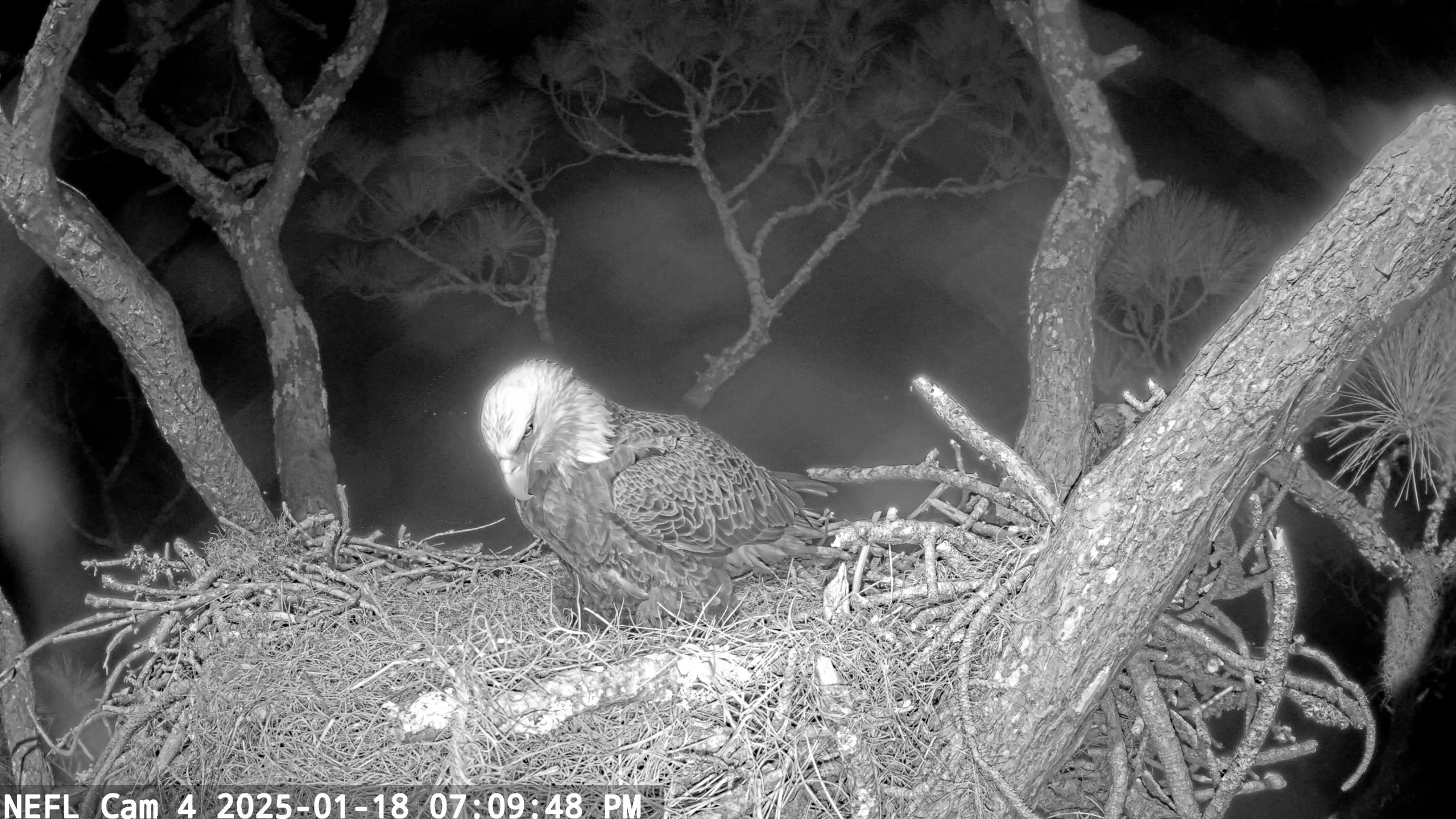 Snapshot of NE Florida Eagles Live Webcam taken Jan 18, 2025, 7:10pm EST