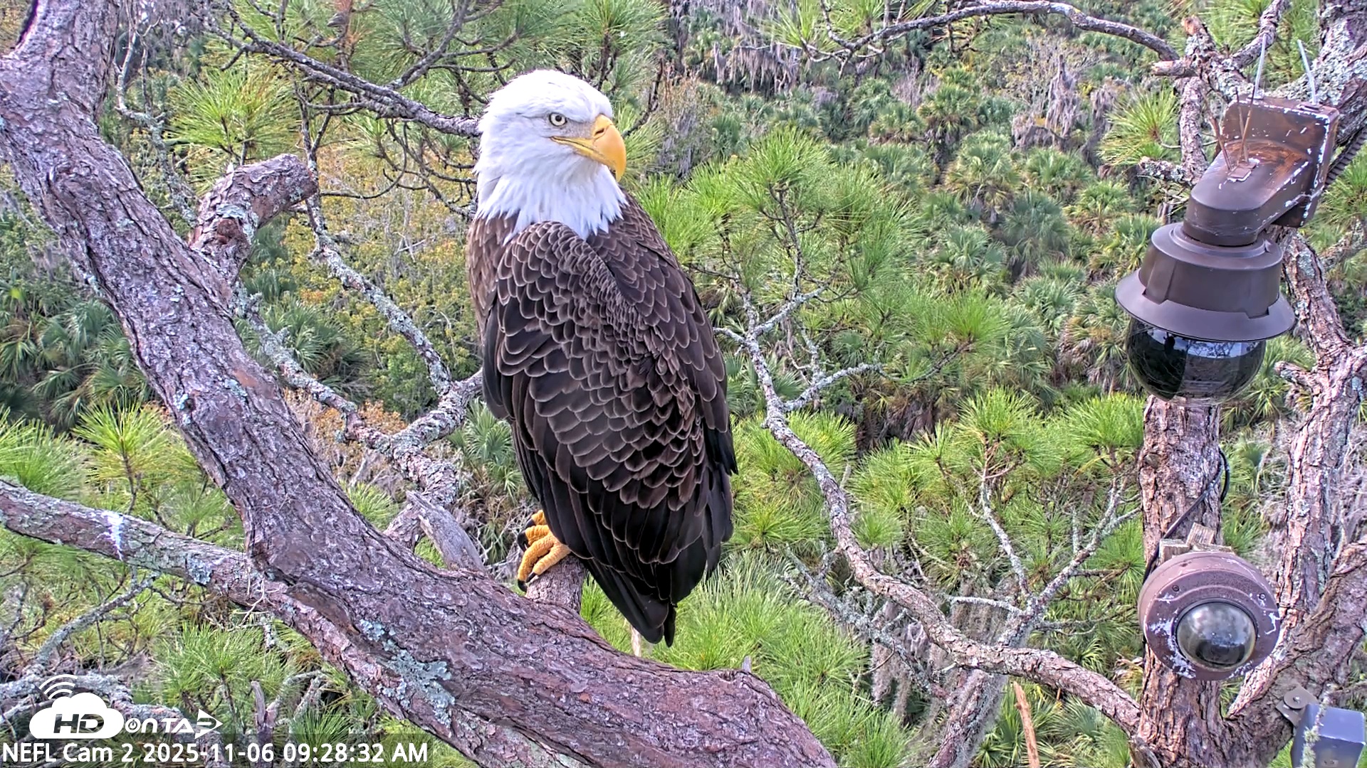 Snapshot of NE Florida Eagles Live Webcam taken Nov 6, 2025, 9:29am EST