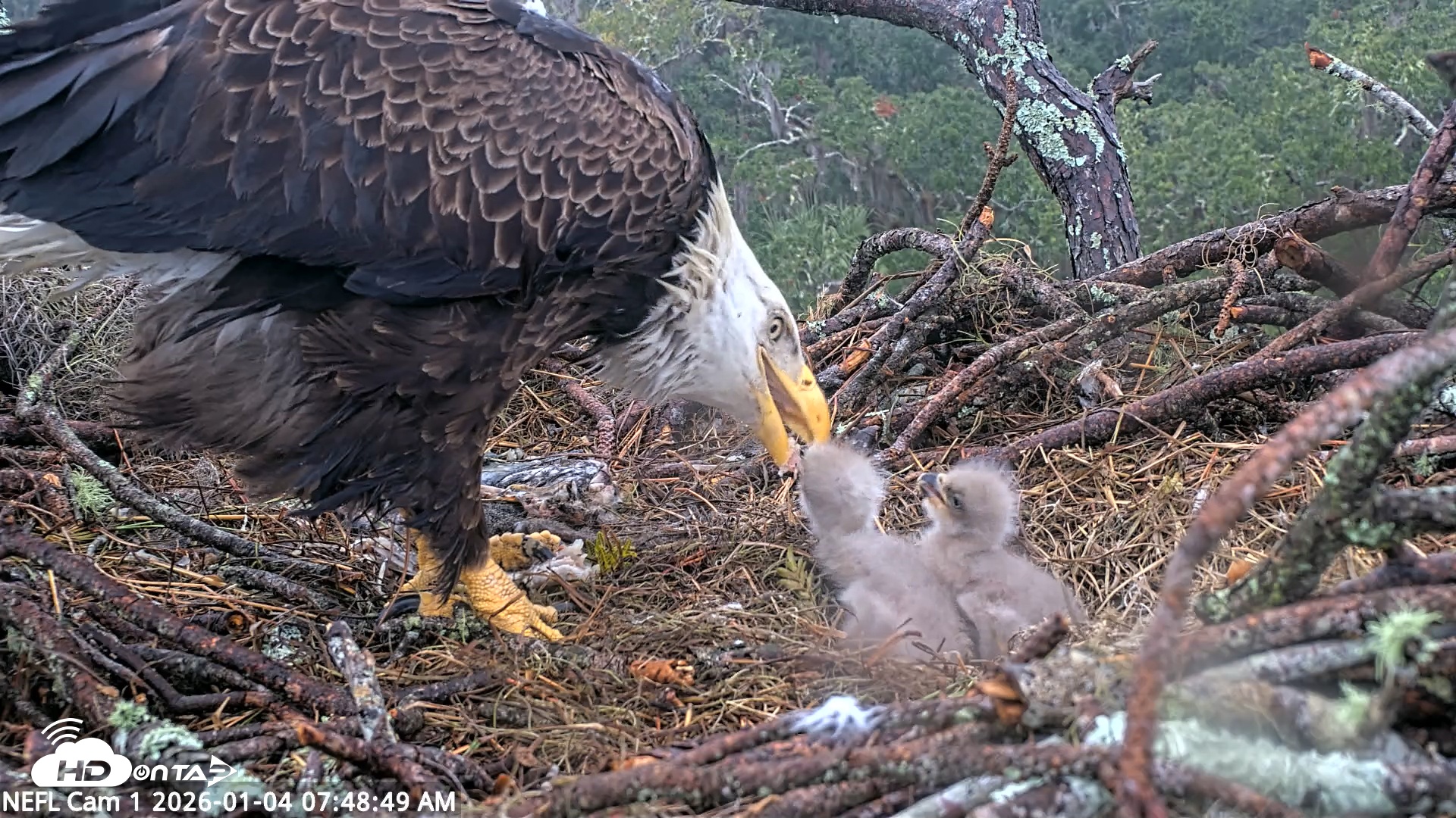 Snapshot of NE Florida Eagles Live Webcam taken Jan 4, 2026, 7:49am EST