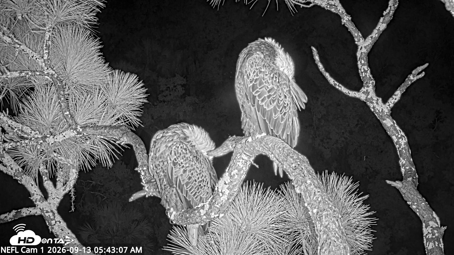 Snapshot of NE Florida Eagles Live Webcam taken Sep 13, 2026, 5:44am EDT