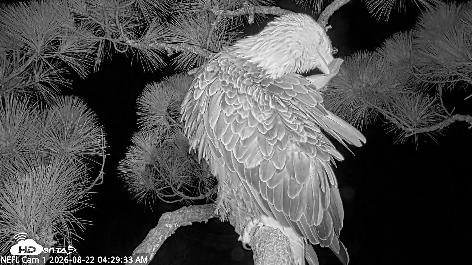 Snapshot of NE Florida Eagles Live Webcam taken Aug 22, 2026, 4:30am EDT