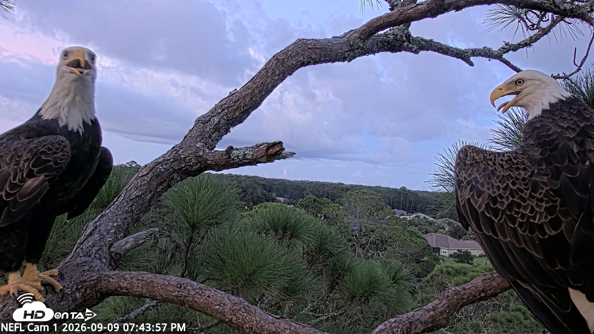 Snapshot of NE Florida Eagles Live Webcam taken Sep 9, 2026, 7:44pm EDT