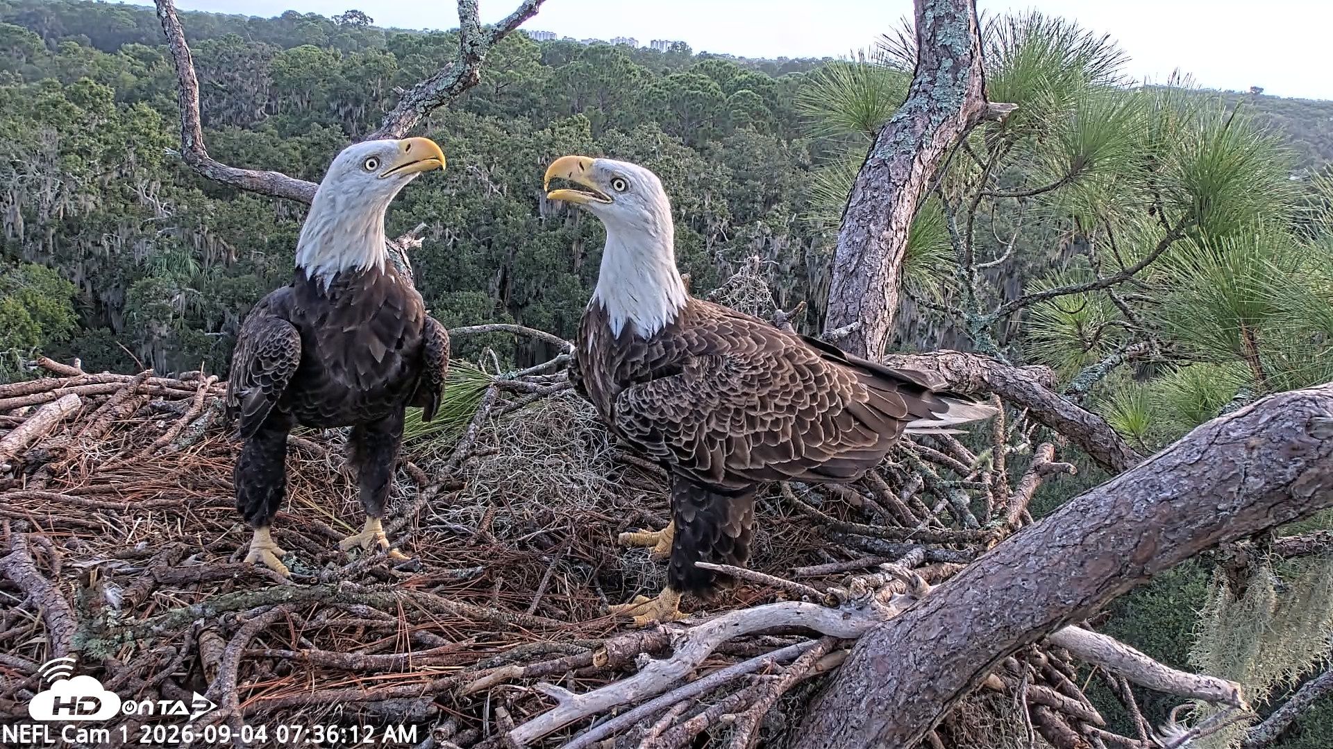 Snapshot of NE Florida Eagles Live Webcam taken Sep 4, 2026, 7:37am EDT