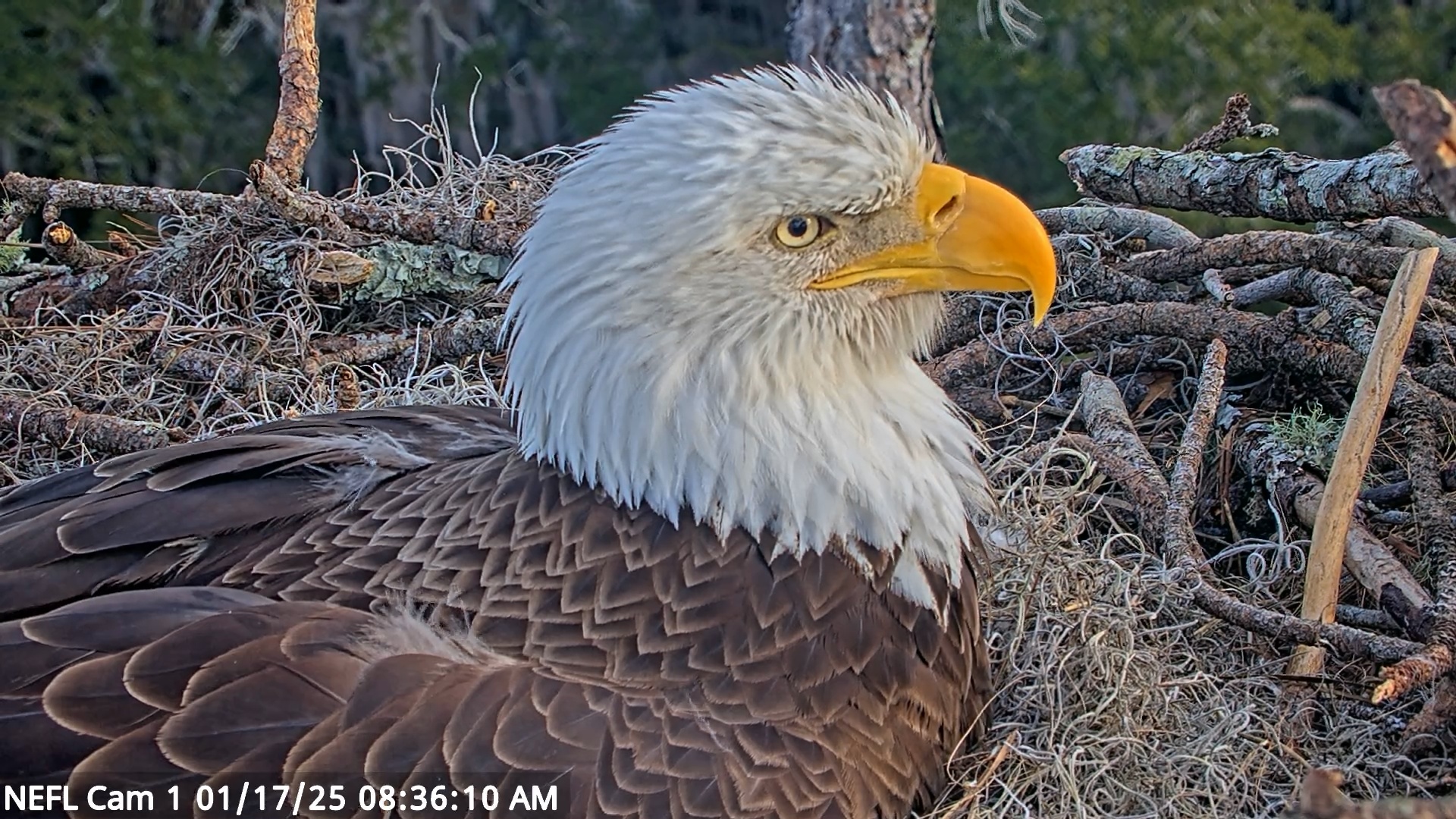 Snapshot of NE Florida Eagles Live Webcam taken Jan 17, 2025, 8:36am EST