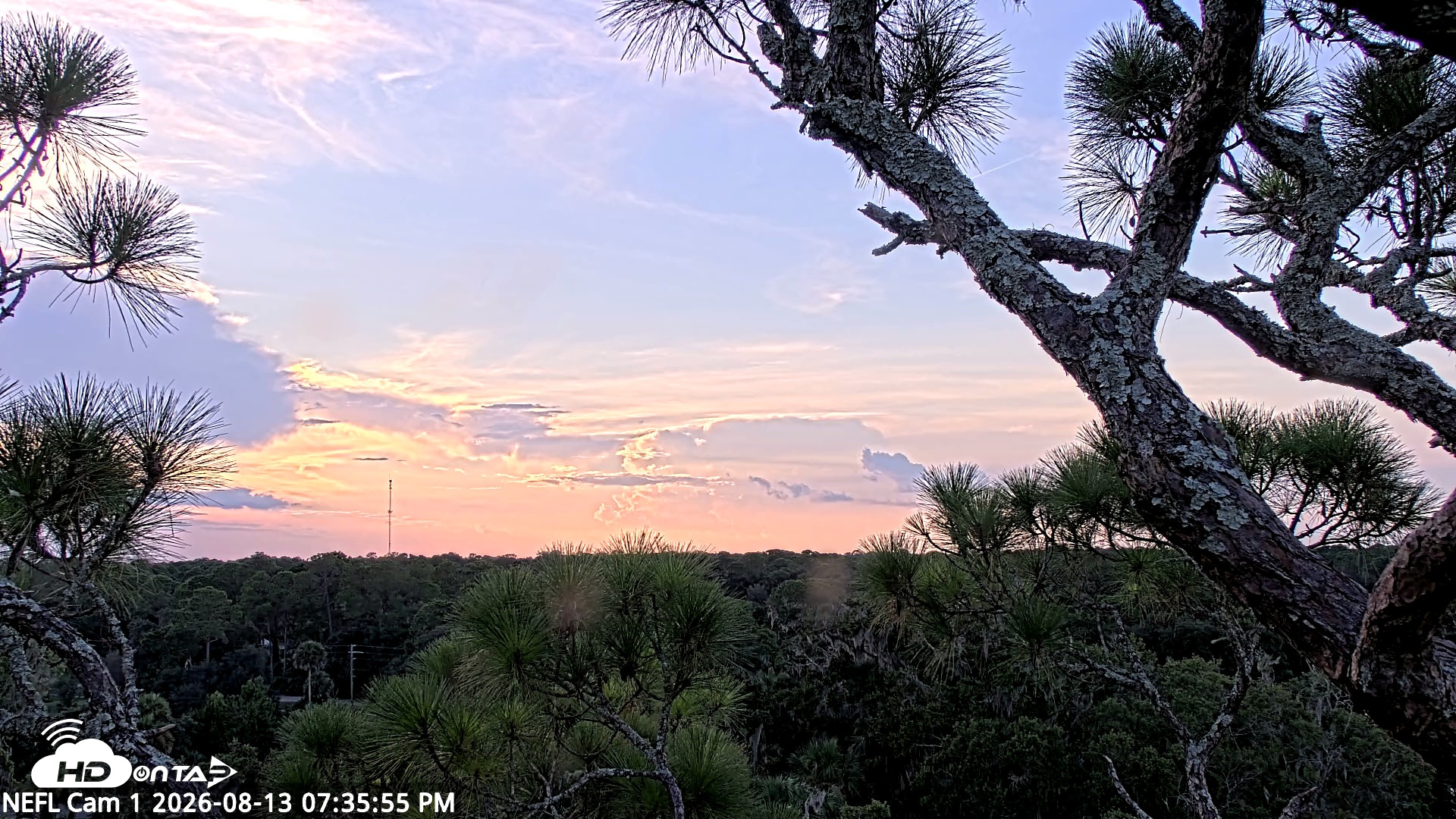 Snapshot of NE Florida Eagles Live Webcam taken Aug 13, 2026, 7:36pm EDT