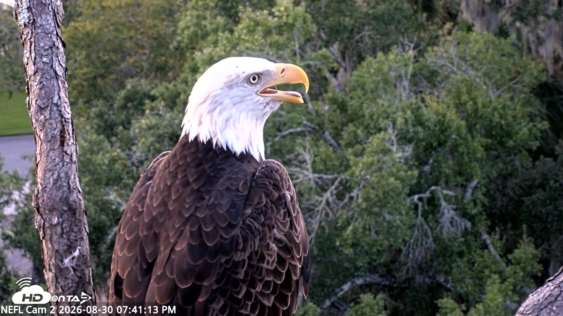 Snapshot of NE Florida Eagles Live Webcam taken Aug 30, 2026, 7:42pm EDT