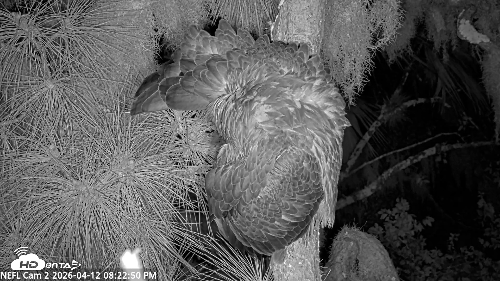 Snapshot of NE Florida Eagles Live Webcam taken Apr 12, 2026, 8:23pm EDT