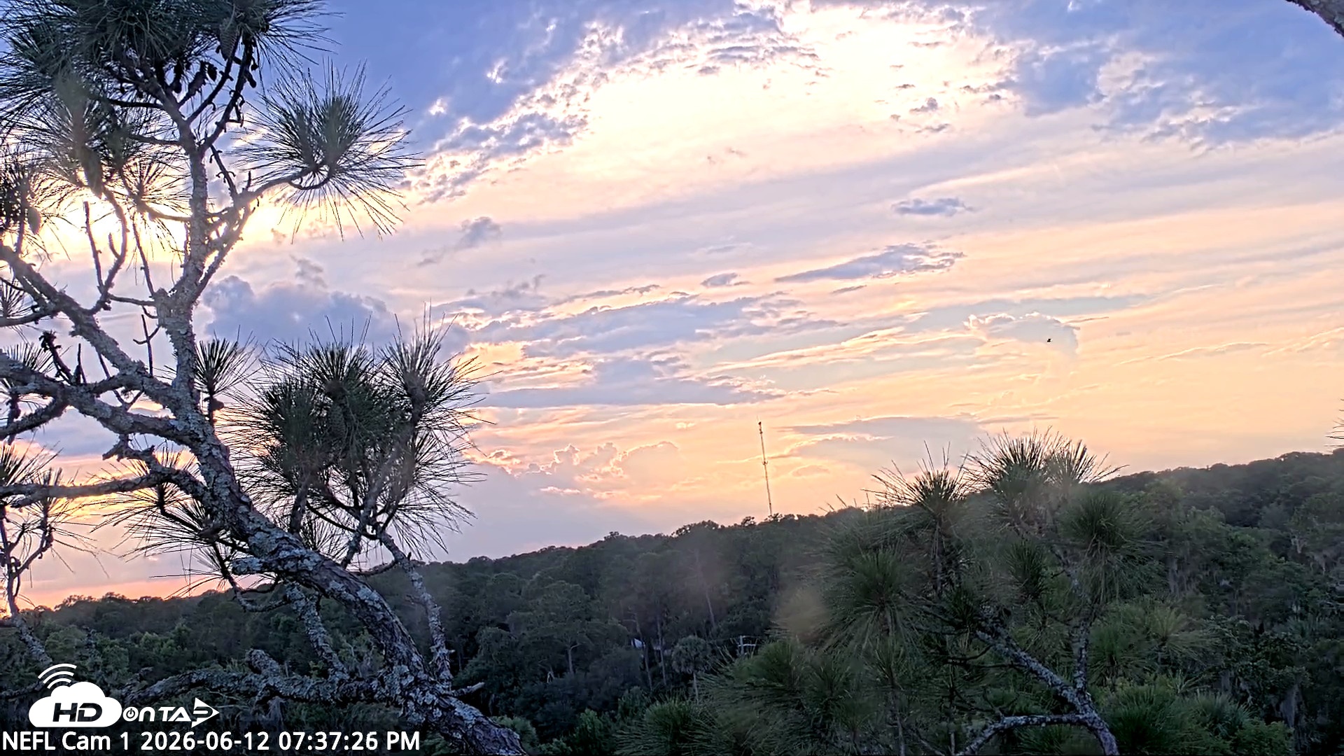Snapshot of NE Florida Eagles Live Webcam taken Jun 12, 2026, 7:38pm EDT