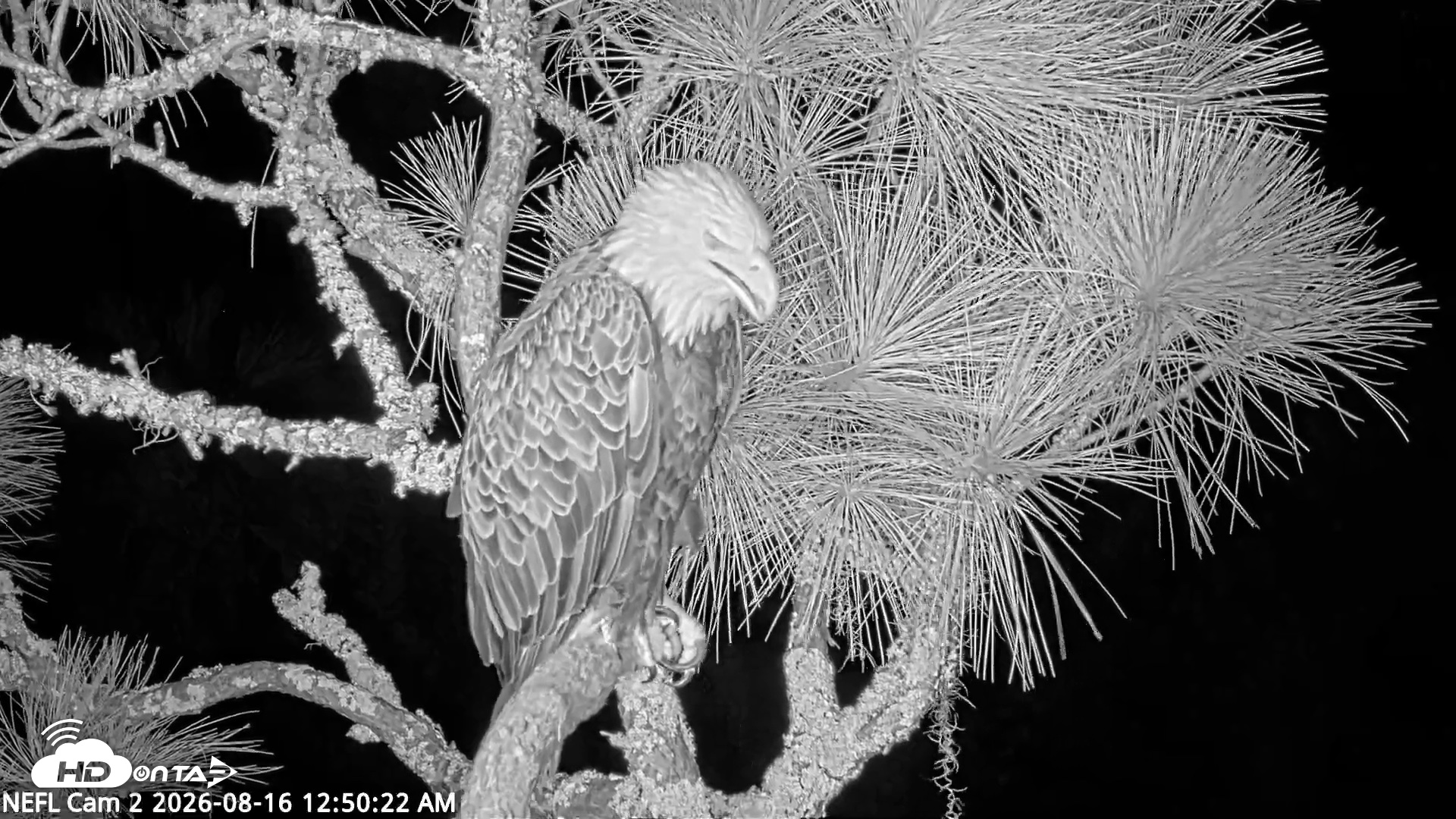 Snapshot of NE Florida Eagles Live Webcam taken Aug 16, 2026, 12:51am EDT