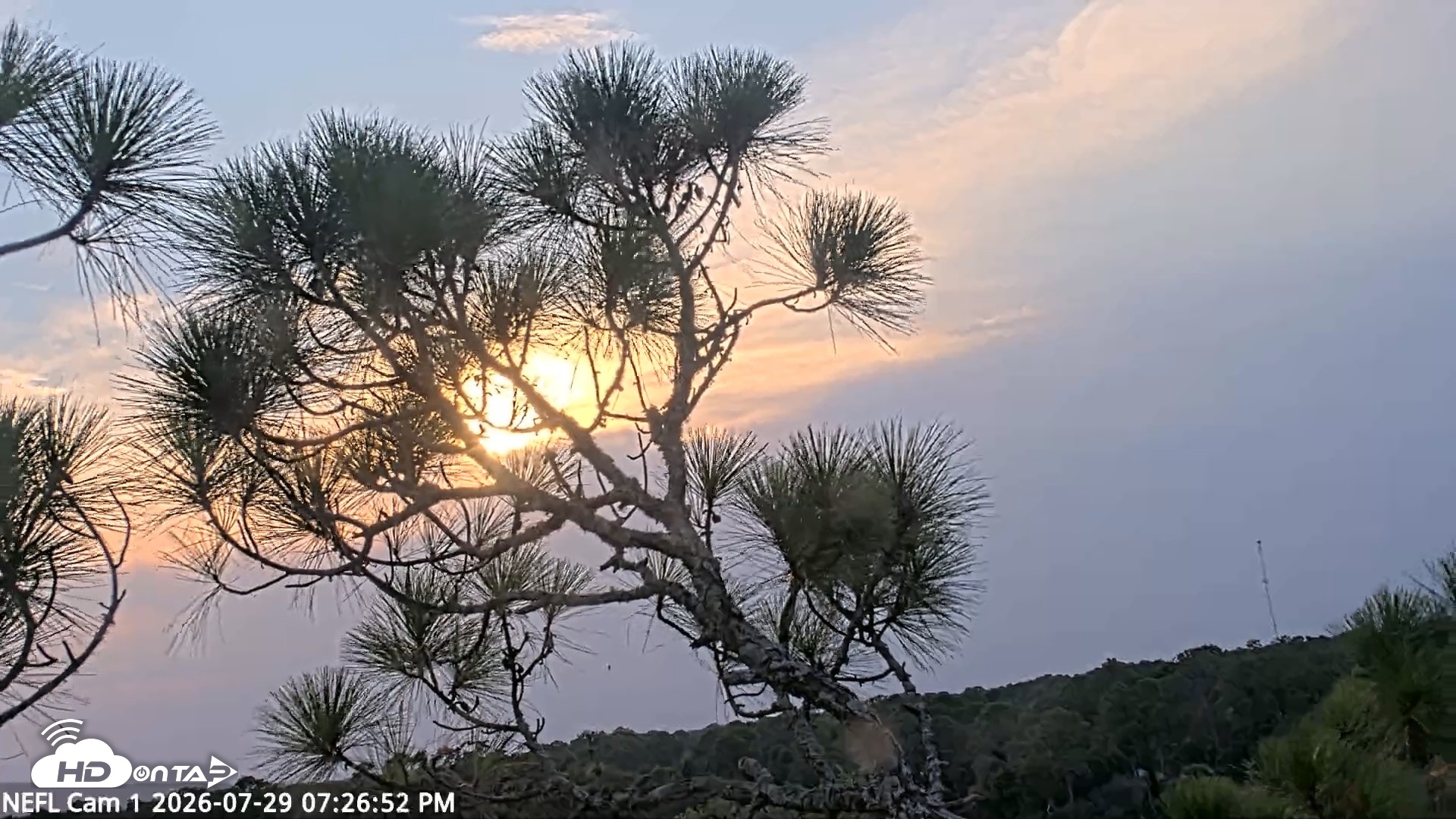 Snapshot of NE Florida Eagles Live Webcam taken Jul 29, 2026, 7:27pm EDT