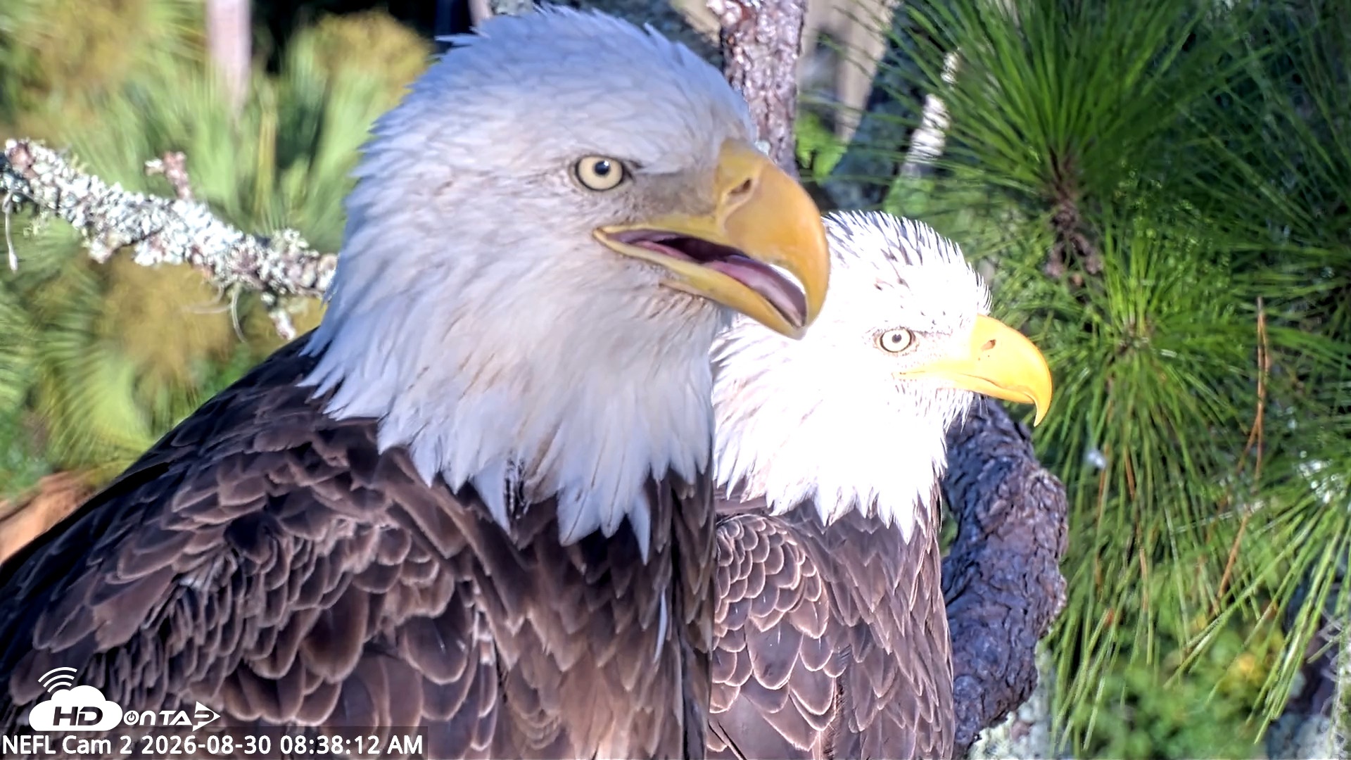 Snapshot of NE Florida Eagles Live Webcam taken Aug 30, 2026, 8:39am EDT