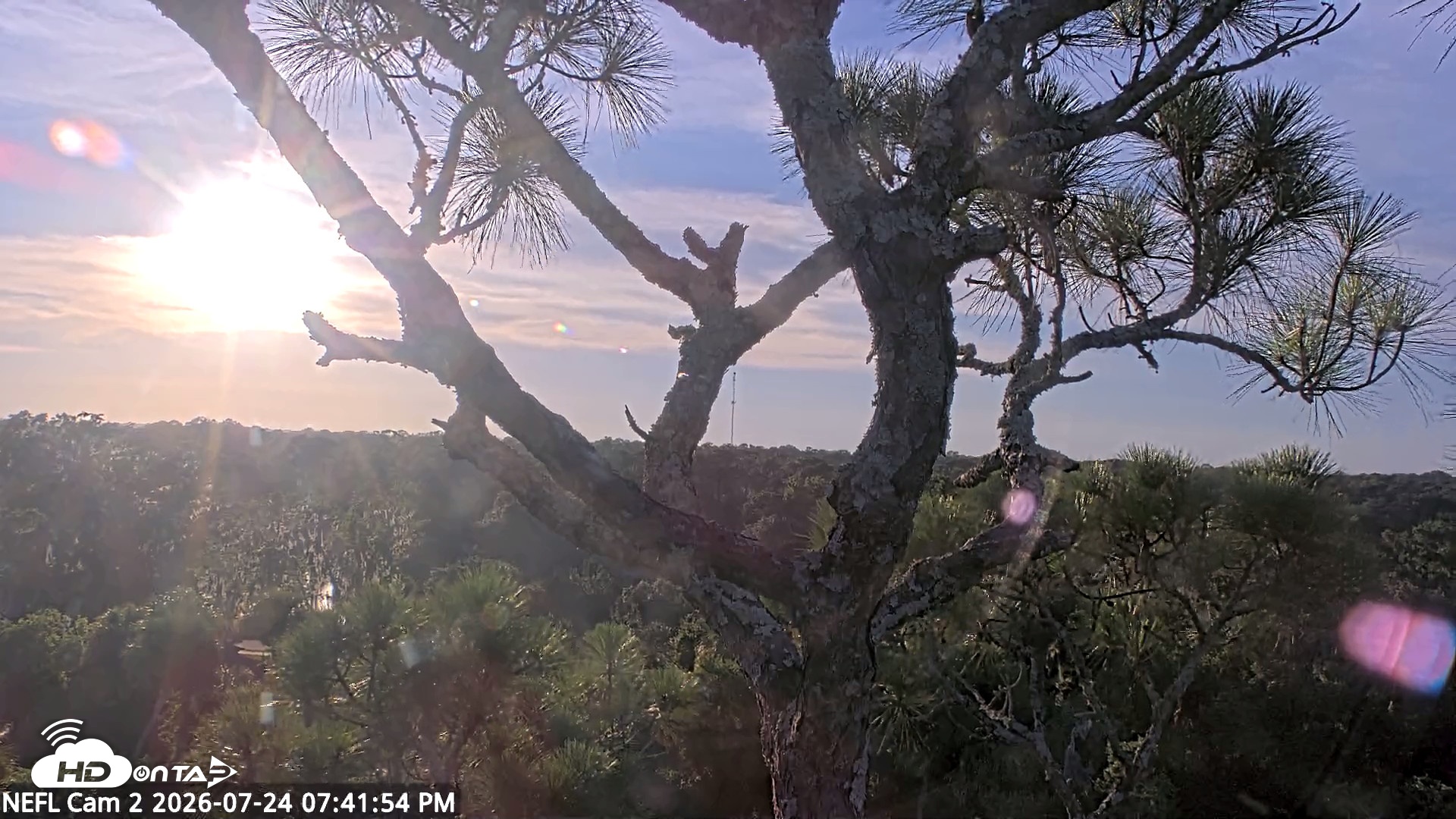 Snapshot of NE Florida Eagles Live Webcam taken Jul 24, 2026, 7:42pm EDT