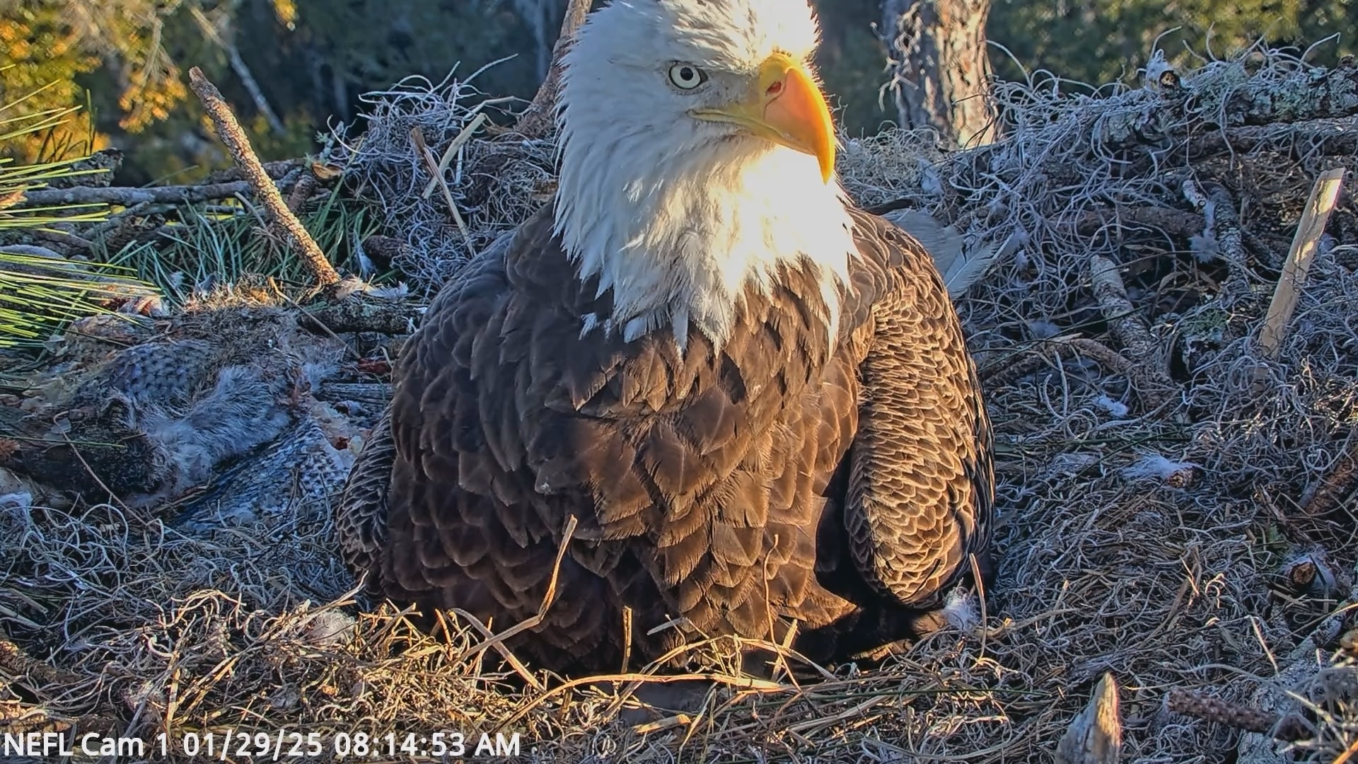 Snapshot of NE Florida Eagles Live Webcam taken Jan 29, 2025, 8:14am EST