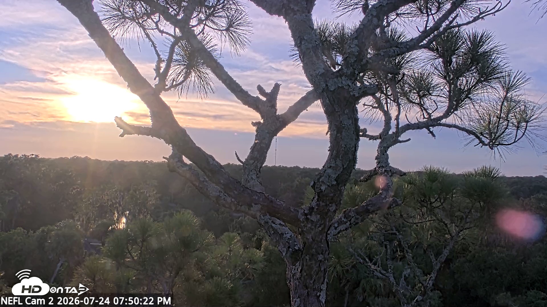 Snapshot of NE Florida Eagles Live Webcam taken Jul 24, 2026, 7:51pm EDT