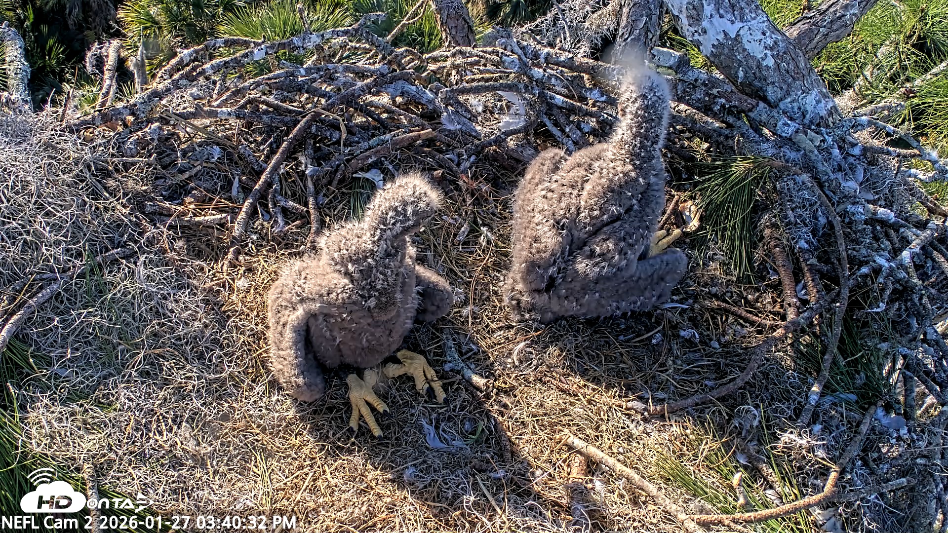 Snapshot of NE Florida Eagles Live Webcam taken Jan 27, 2026, 3:41pm EST