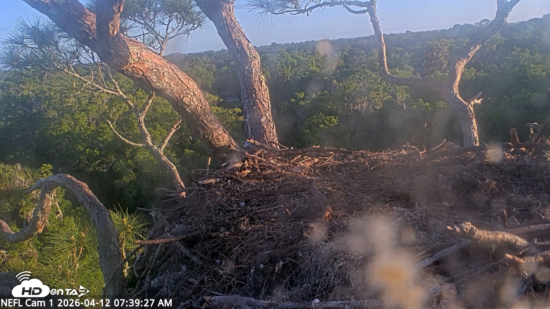 Snapshot of NE Florida Eagles Live Webcam taken Apr 12, 2026, 7:41am EDT