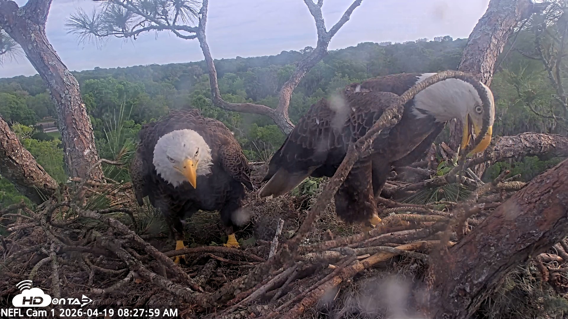 Snapshot of NE Florida Eagles Live Webcam taken Apr 19, 2026, 8:28am EDT