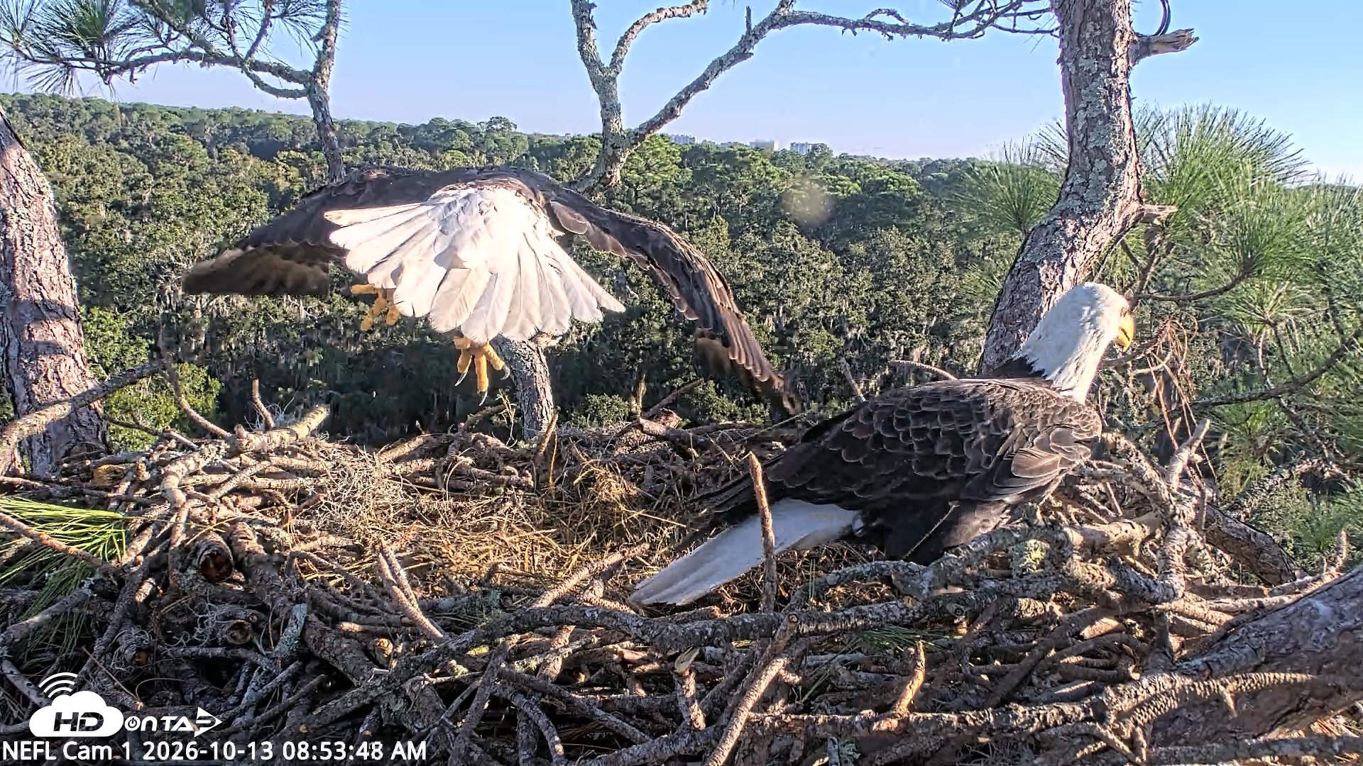Snapshot of NE Florida Eagles Live Webcam taken Oct 13, 2026, 8:54am EDT