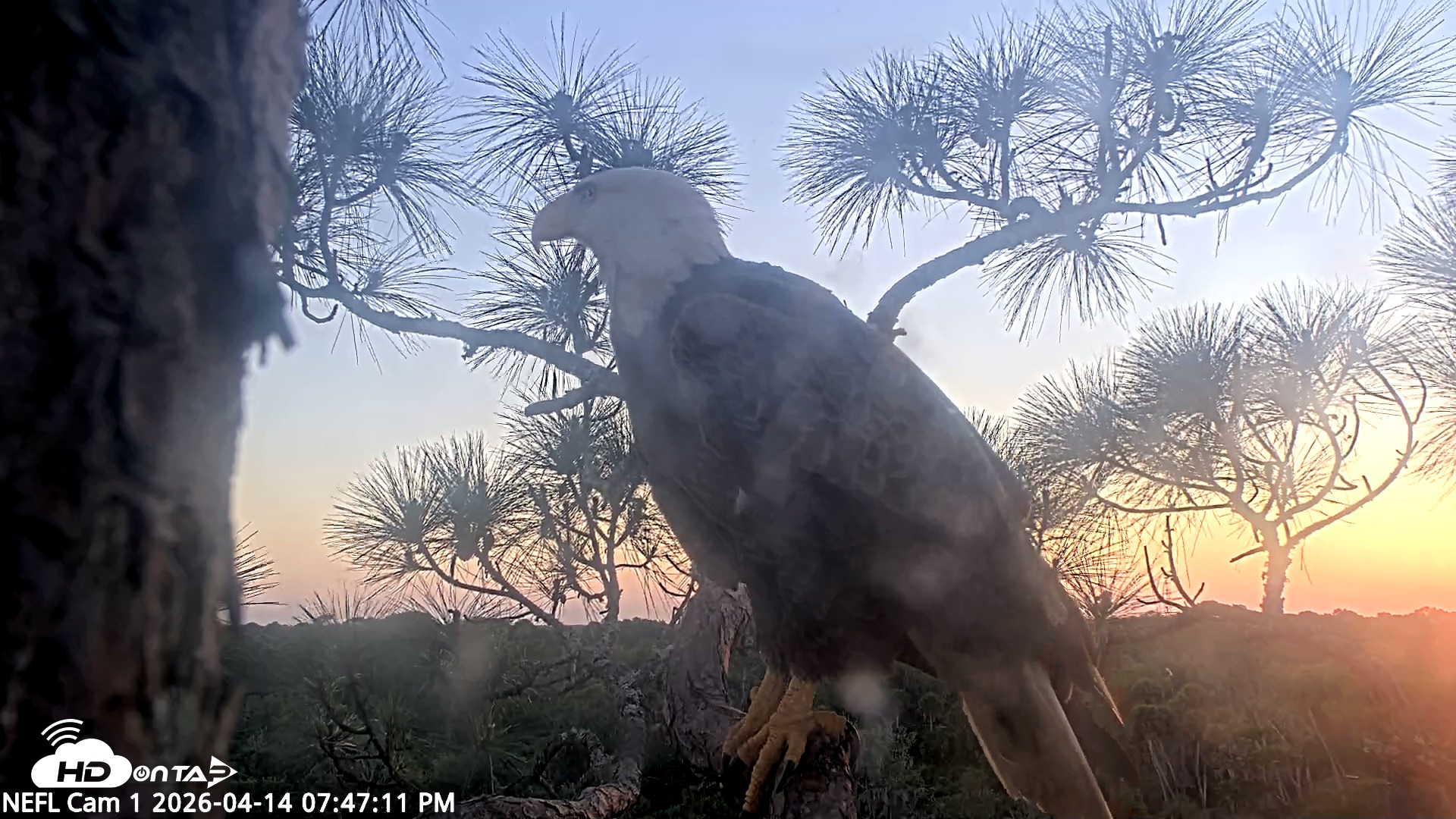Snapshot of NE Florida Eagles Live Webcam taken Apr 14, 2026, 7:48pm EDT