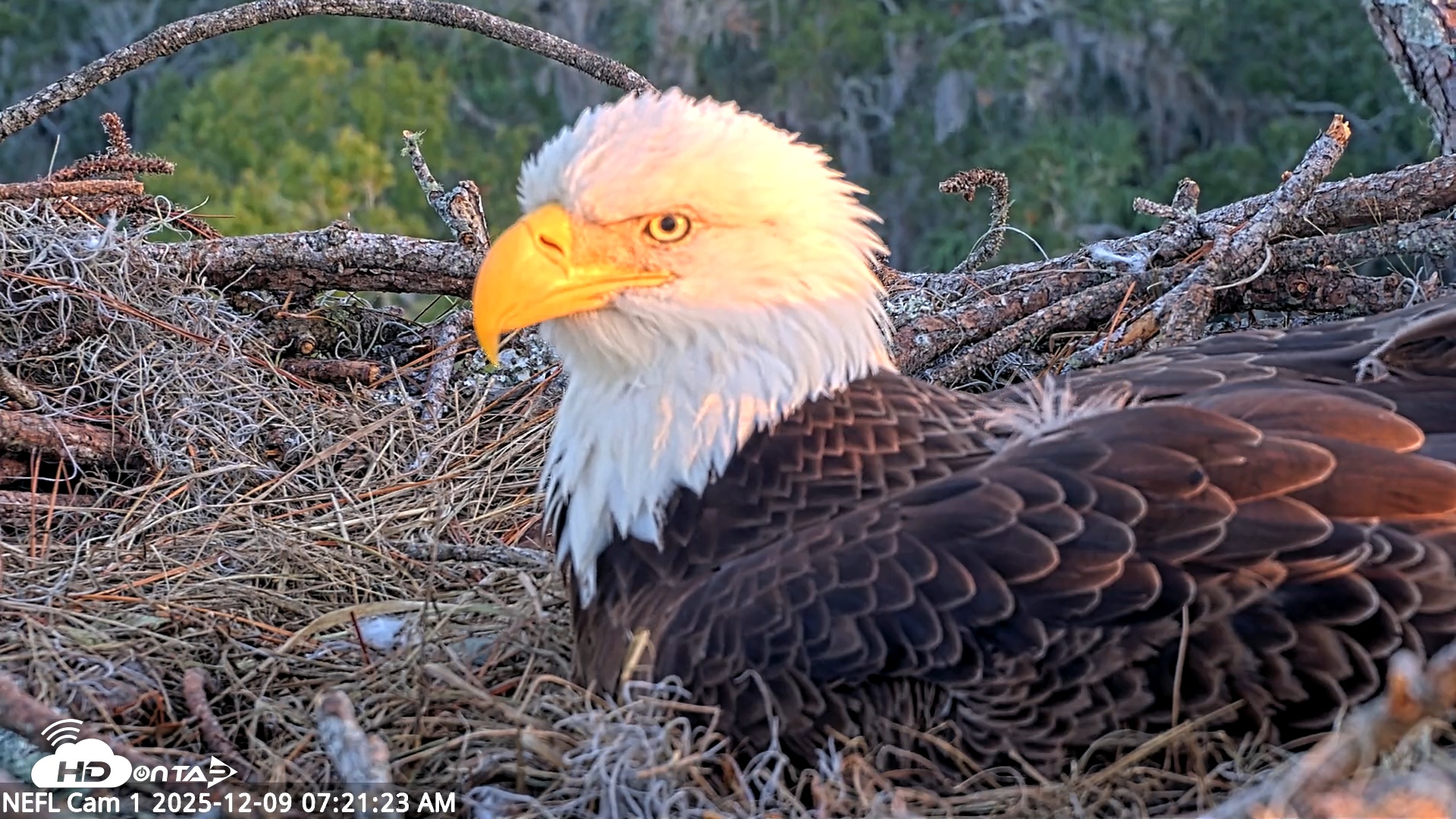 Snapshot of NE Florida Eagles Live Webcam taken Dec 9, 2025, 7:22am EST
