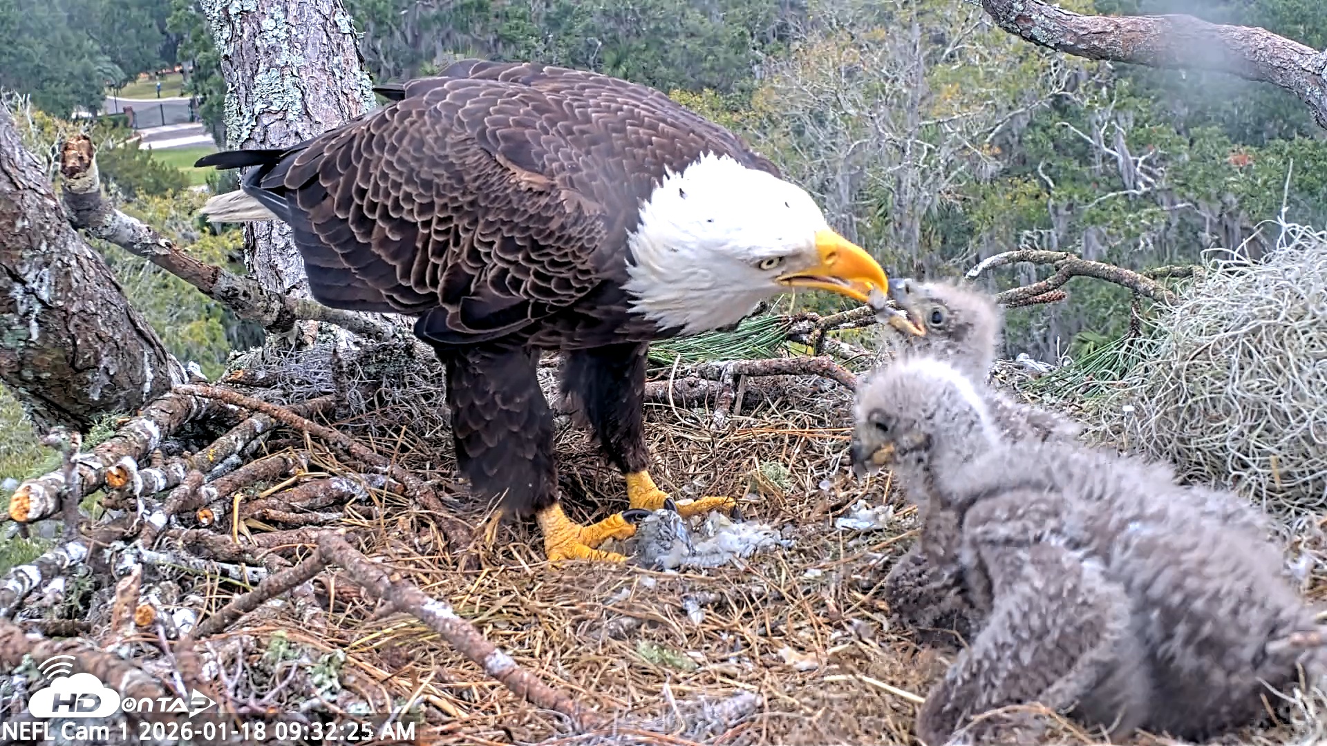 Snapshot of NE Florida Eagles Live Webcam taken Jan 18, 2026, 9:33am EST