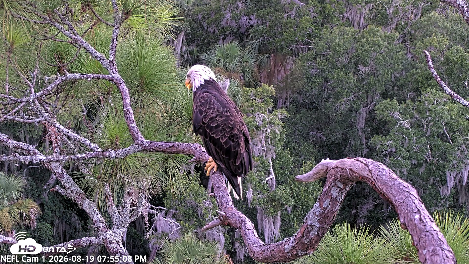 Snapshot of NE Florida Eagles Live Webcam taken Aug 19, 2026, 7:56pm EDT