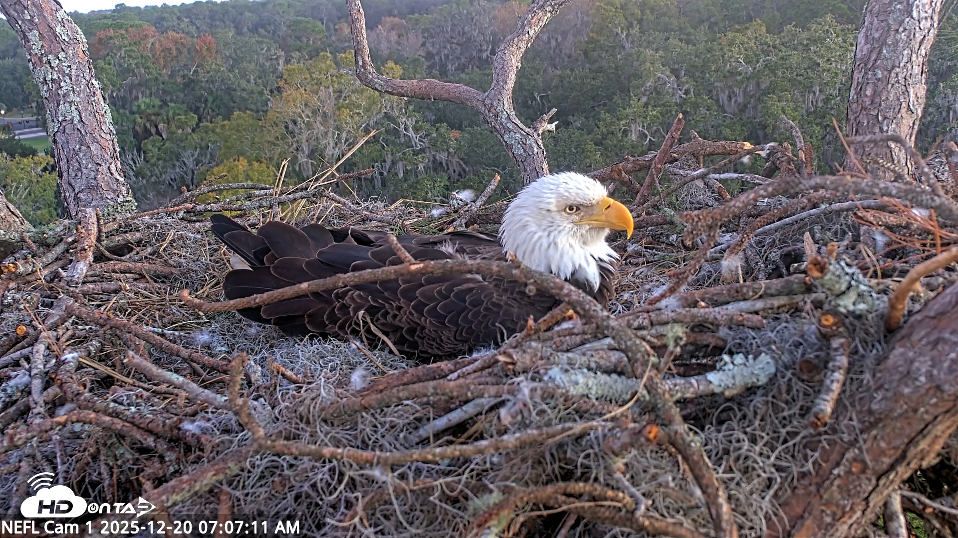 Snapshot of NE Florida Eagles Live Webcam taken Dec 20, 2025, 7:08am EST