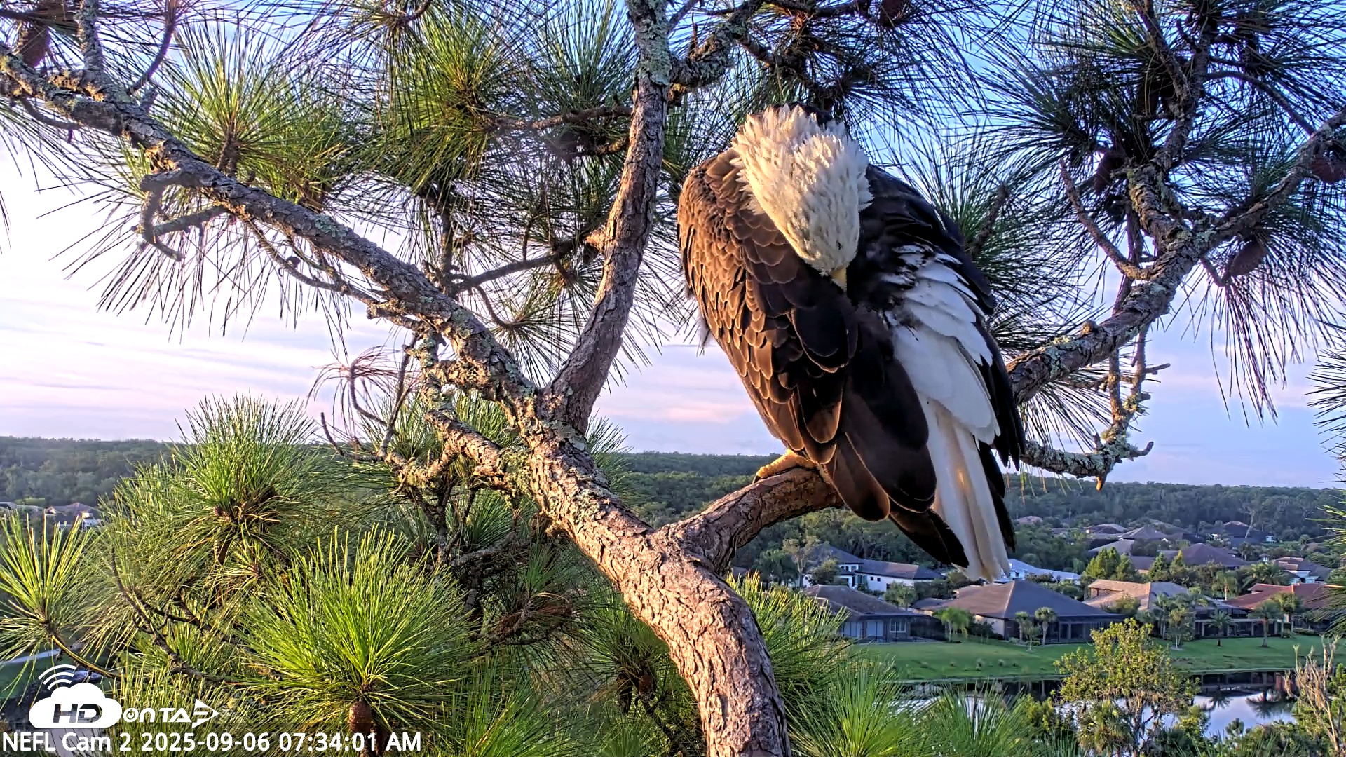Snapshot of NE Florida Eagles Live Webcam taken Sep 6, 2025, 7:35am EDT