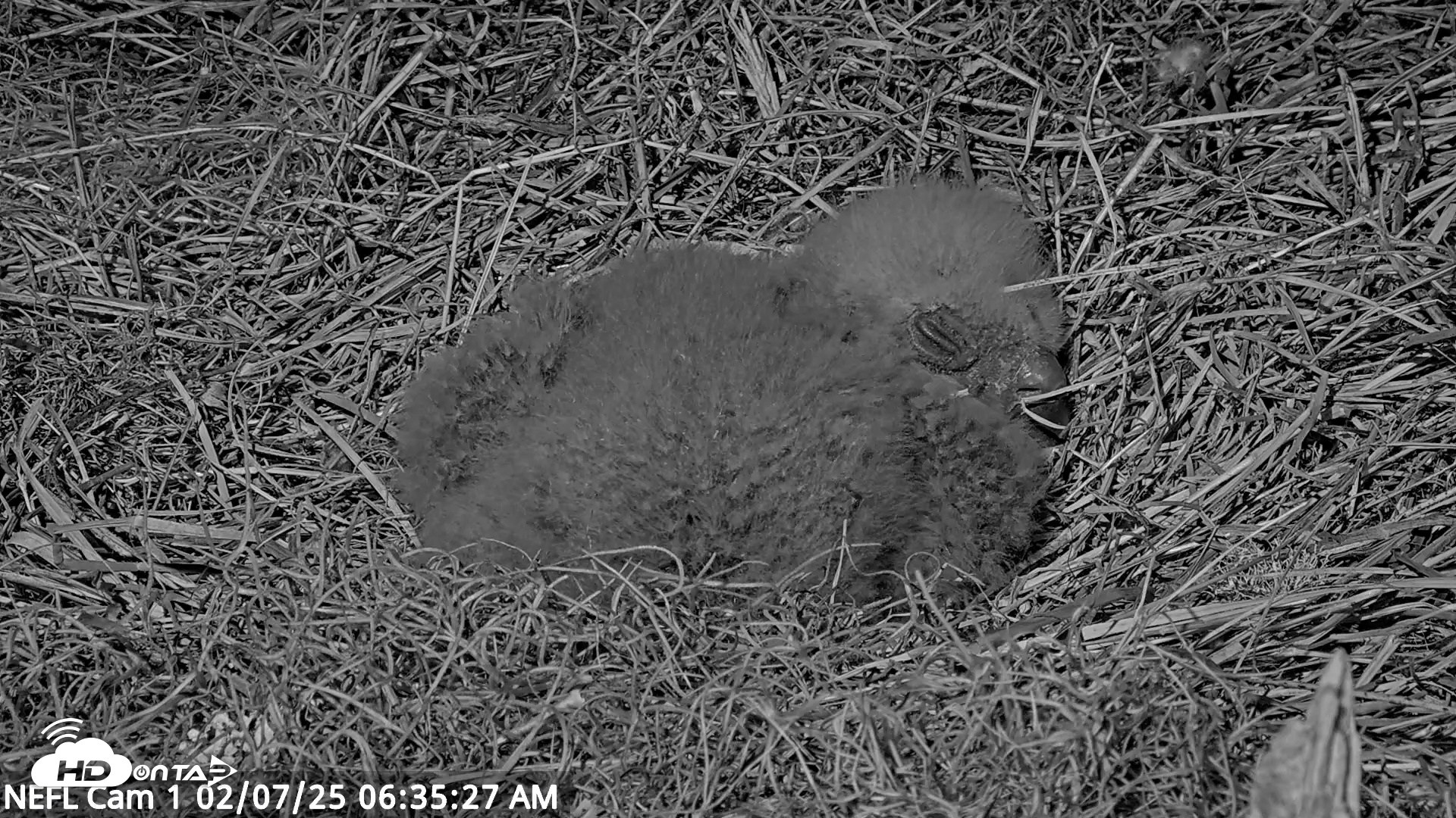 Snapshot of NE Florida Eagles Live Webcam taken Feb 7, 2025, 6:35am EST