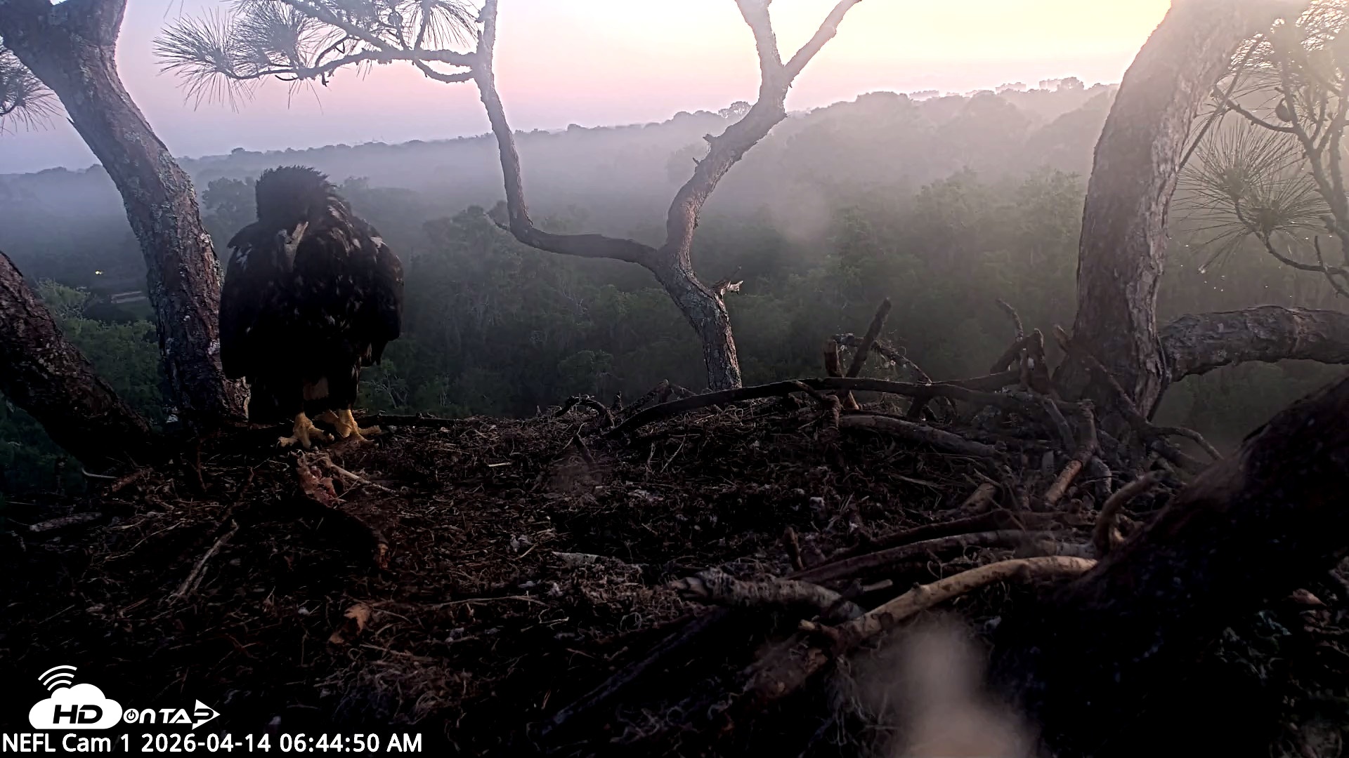 Snapshot of NE Florida Eagles Live Webcam taken Apr 14, 2026, 6:45am EDT
