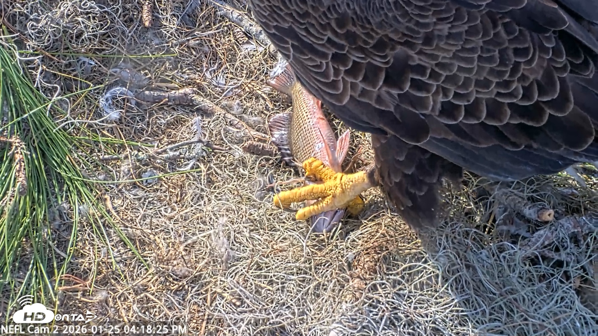 Snapshot of NE Florida Eagles Live Webcam taken Jan 25, 2026, 4:19pm EST