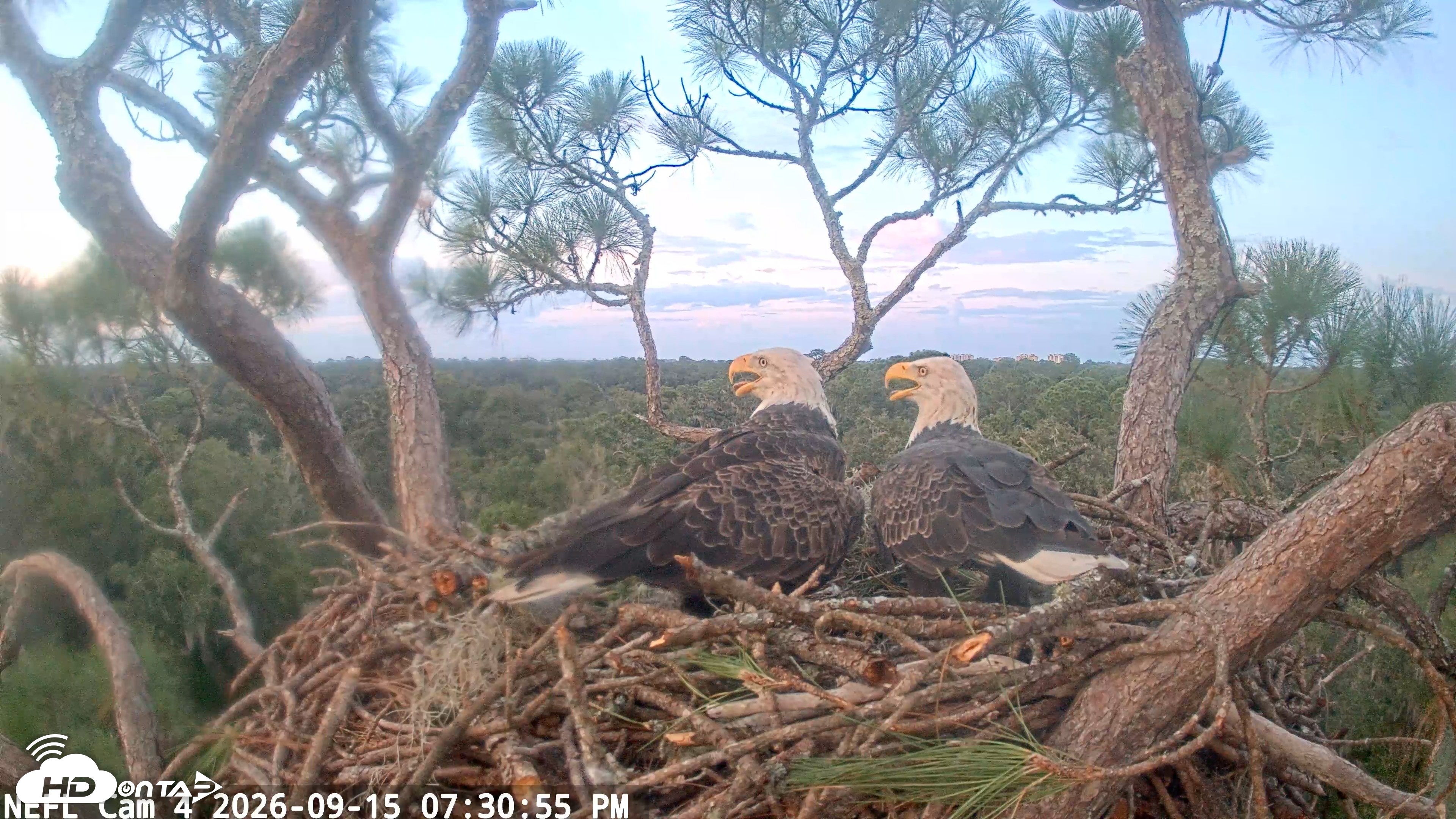 Snapshot of NE Florida Eagles Live Webcam taken Sep 15, 2026, 7:31pm EDT