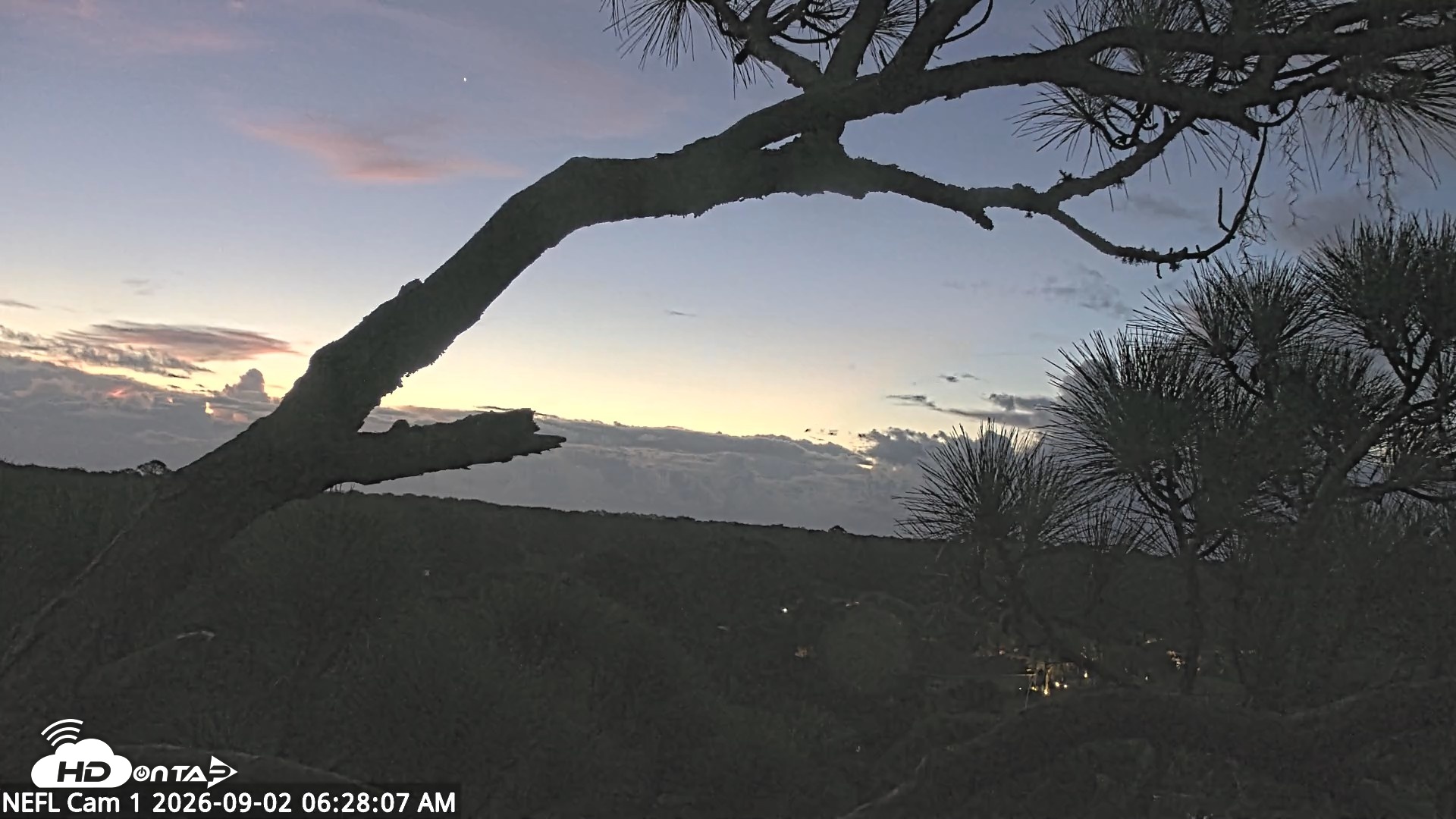 Snapshot of NE Florida Eagles Live Webcam taken Sep 2, 2026, 6:28am EDT