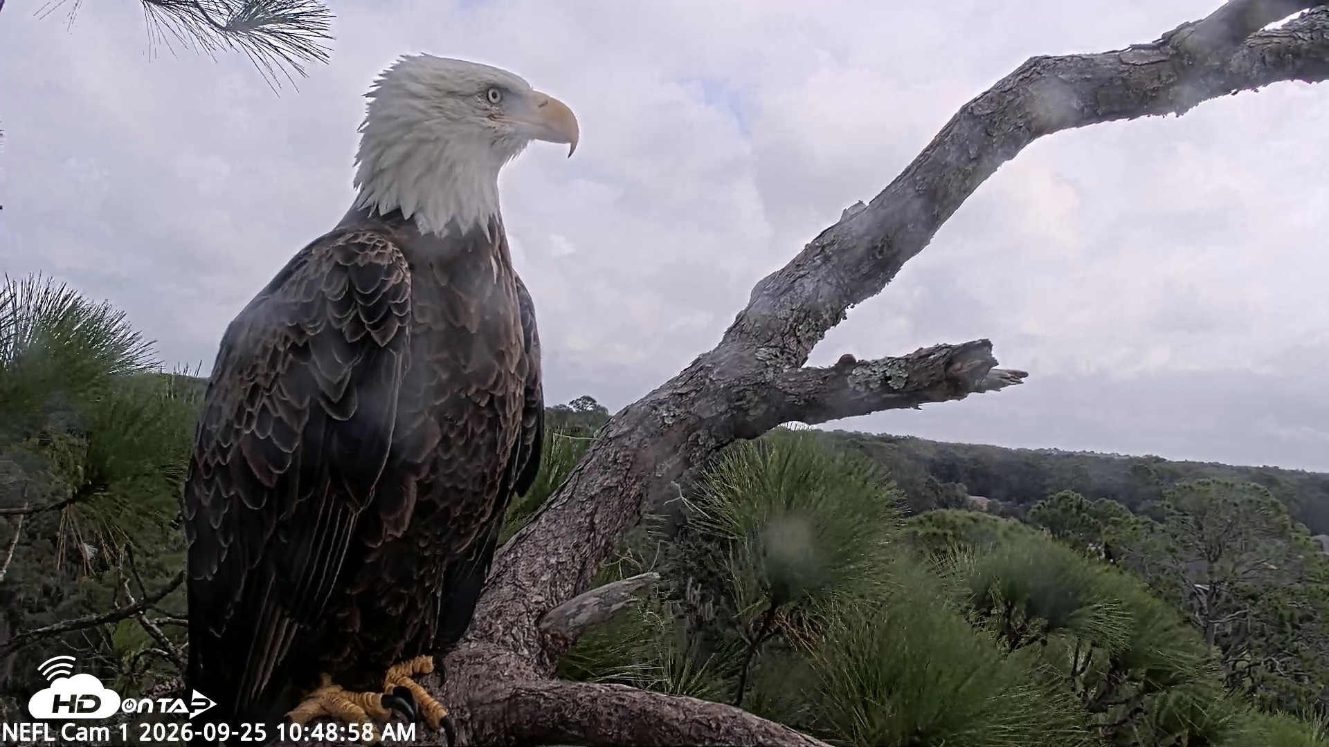 Snapshot of NE Florida Eagles Live Webcam taken Sep 25, 2026, 10:49am EDT