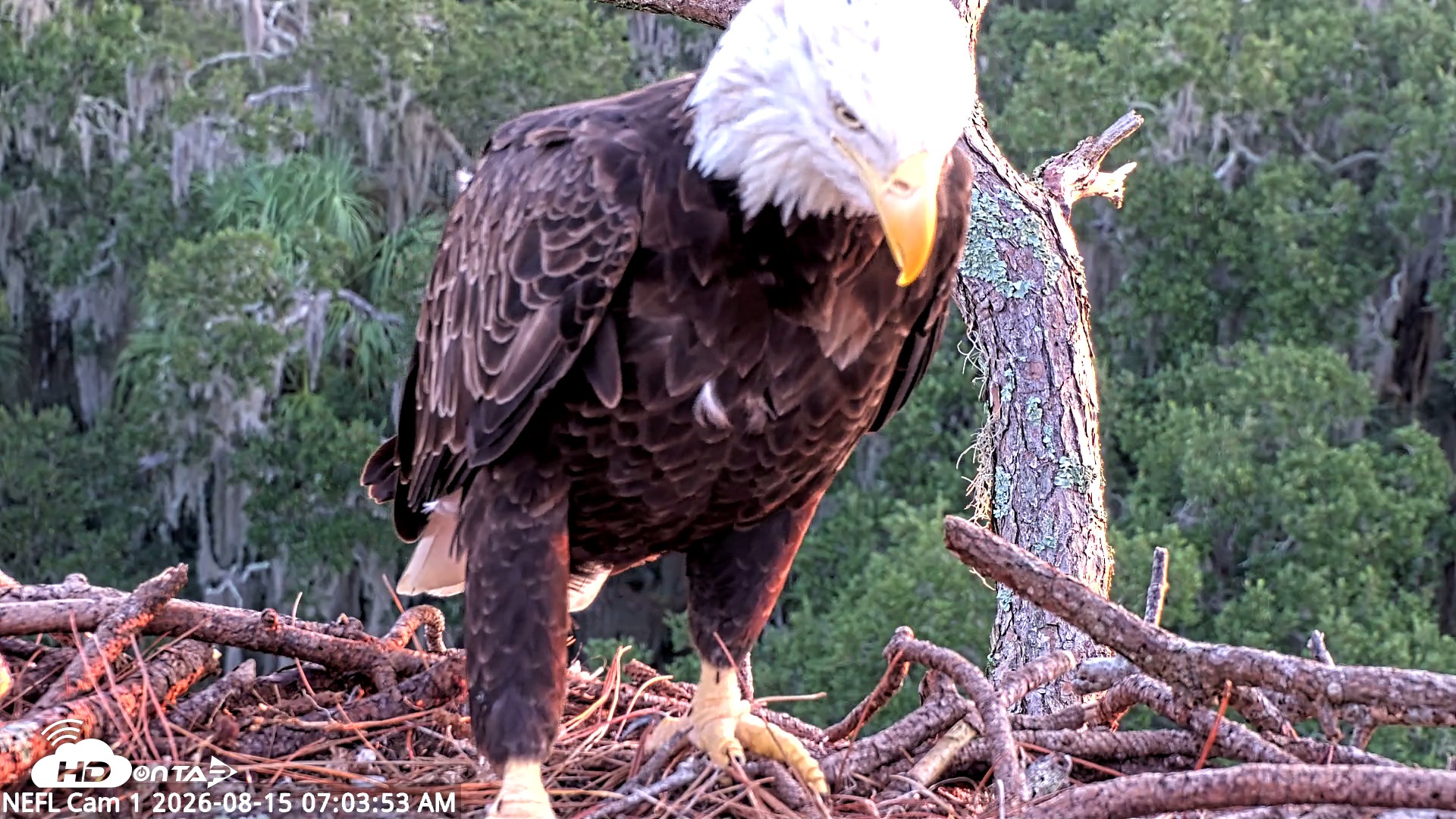Snapshot of NE Florida Eagles Live Webcam taken Aug 15, 2026, 7:04am EDT
