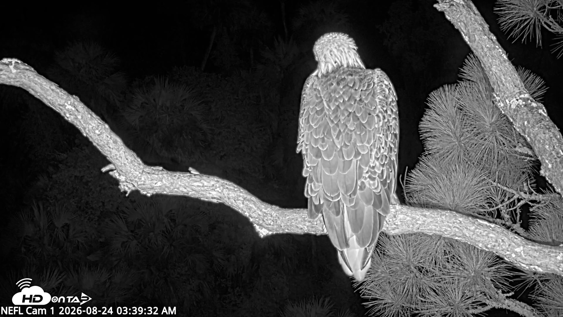 Snapshot of NE Florida Eagles Live Webcam taken Aug 24, 2026, 3:40am EDT