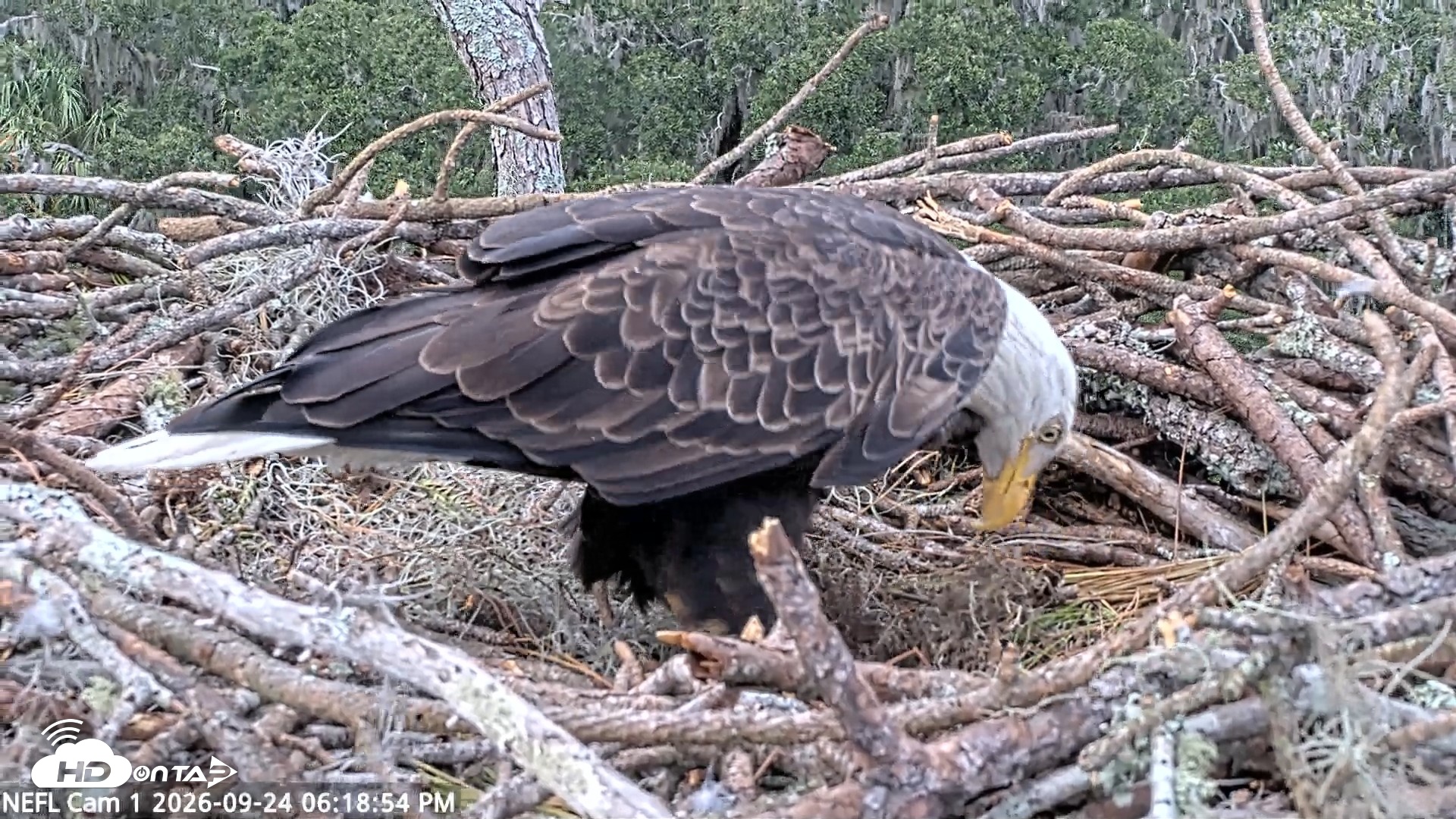 Snapshot of NE Florida Eagles Live Webcam taken Sep 24, 2026, 6:19pm EDT