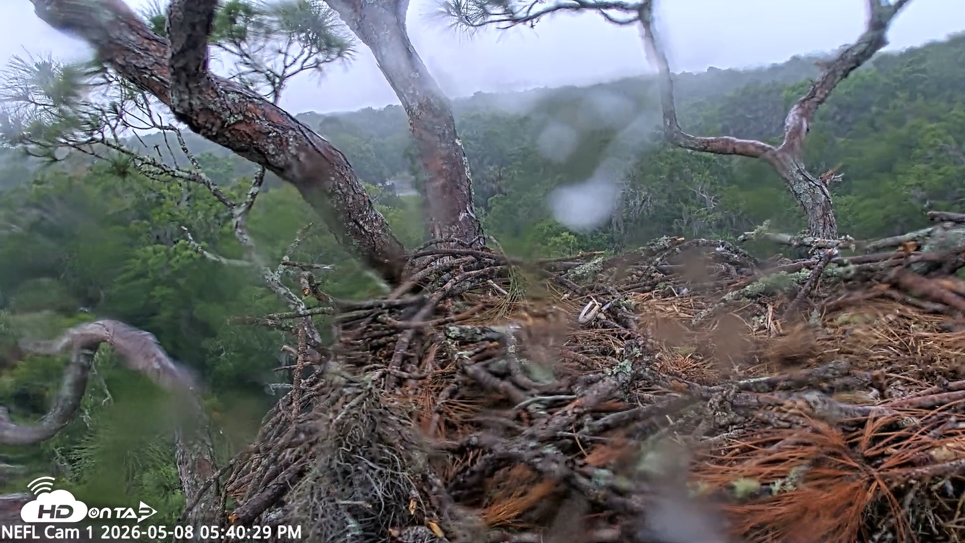 Snapshot of NE Florida Eagles Live Webcam taken May 8, 2026, 5:42pm EDT