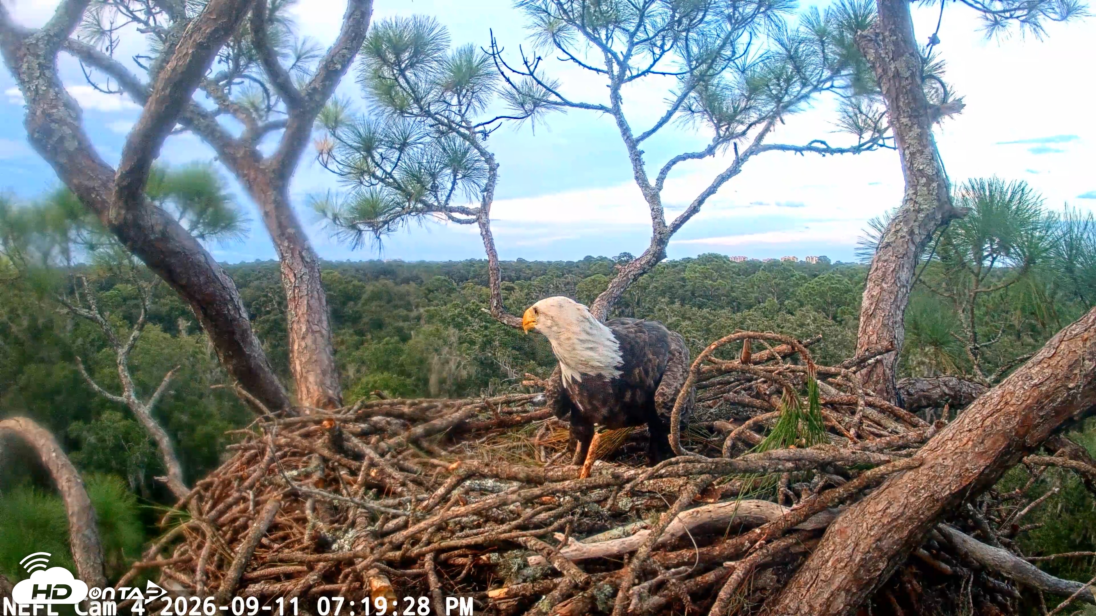 Snapshot of NE Florida Eagles Live Webcam taken Sep 11, 2026, 7:20pm EDT