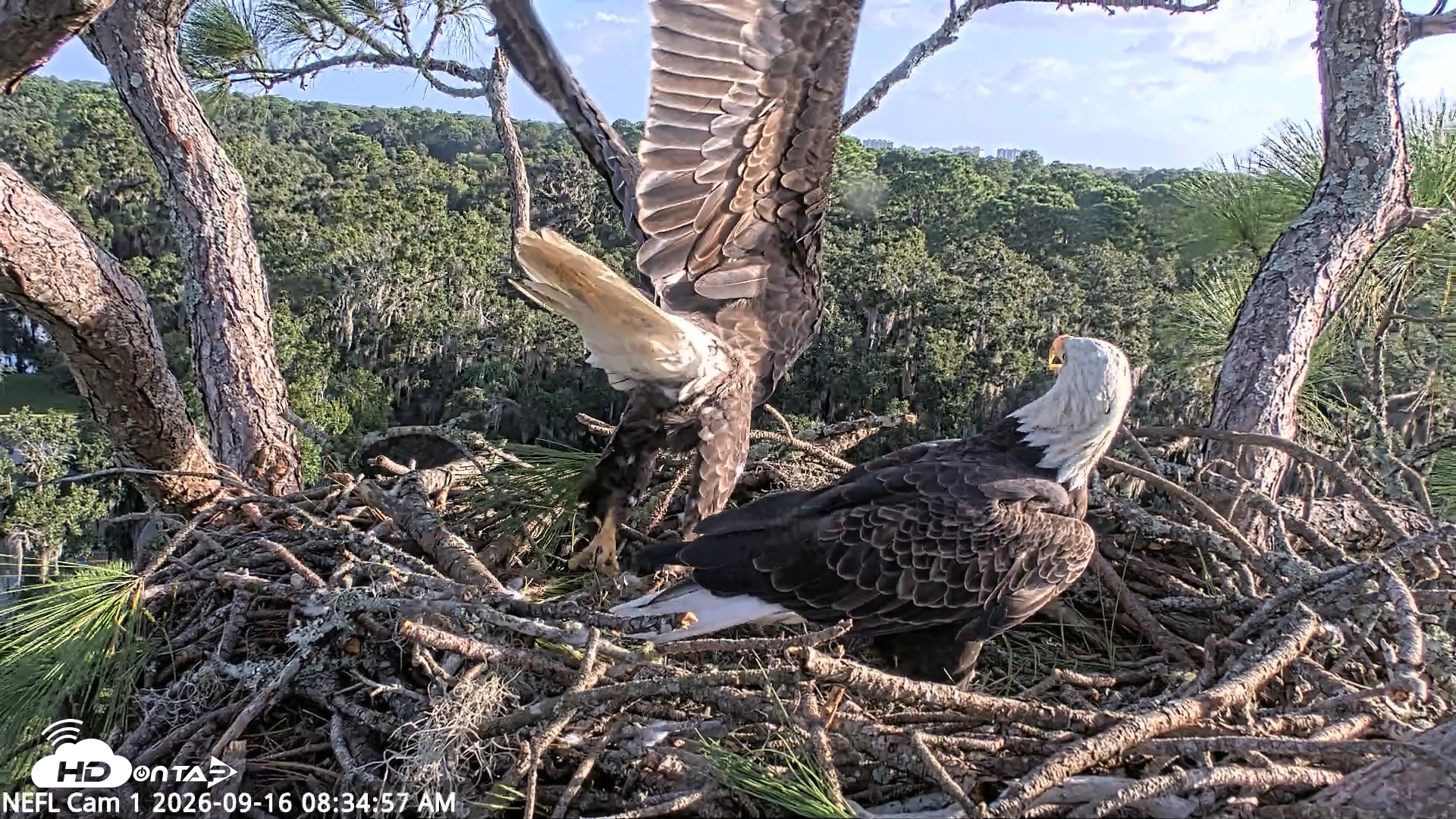 Snapshot of NE Florida Eagles Live Webcam taken Sep 16, 2026, 8:35am EDT