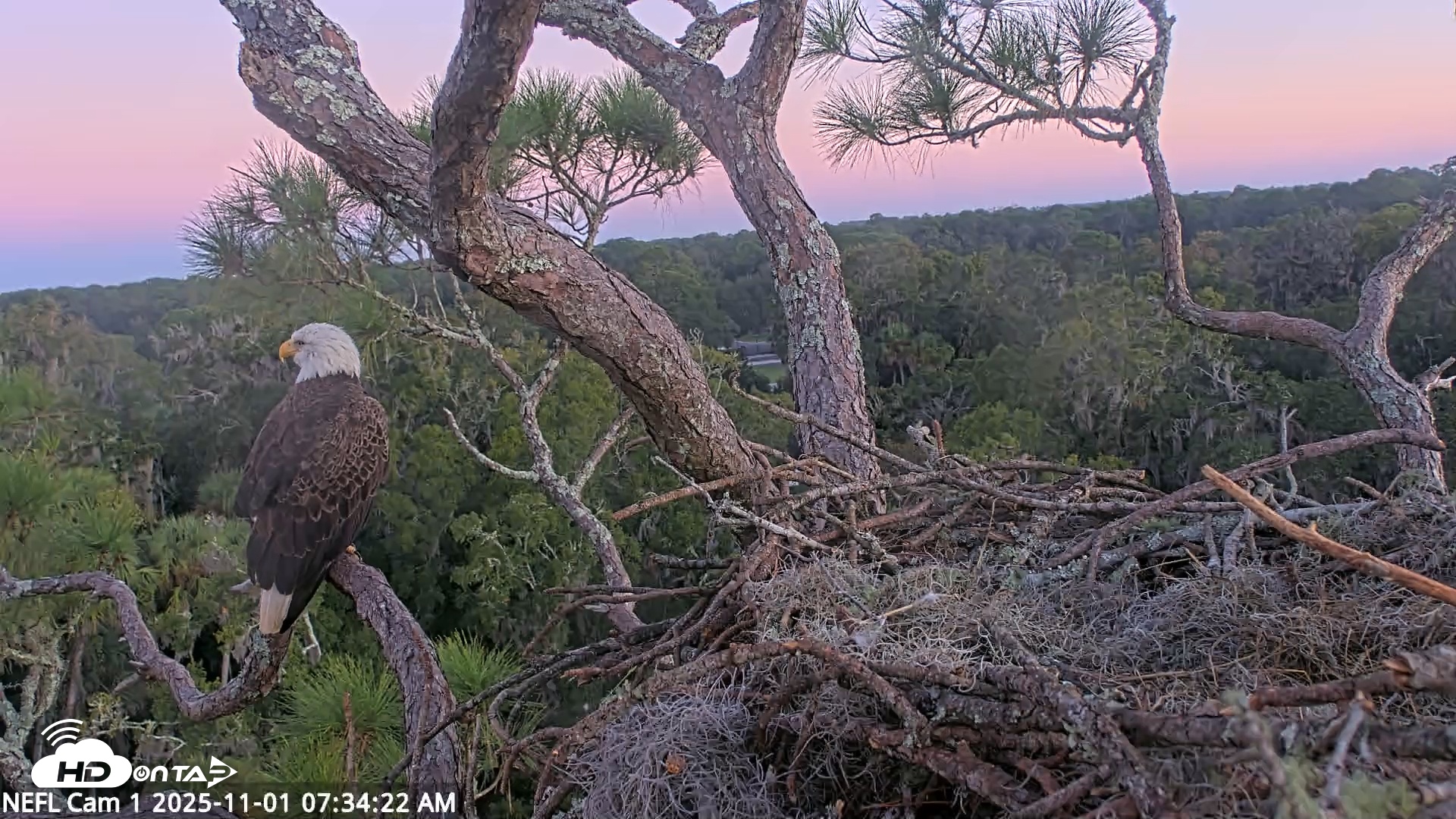 Snapshot of NE Florida Eagles Live Webcam taken Nov 1, 2025, 7:35am EDT