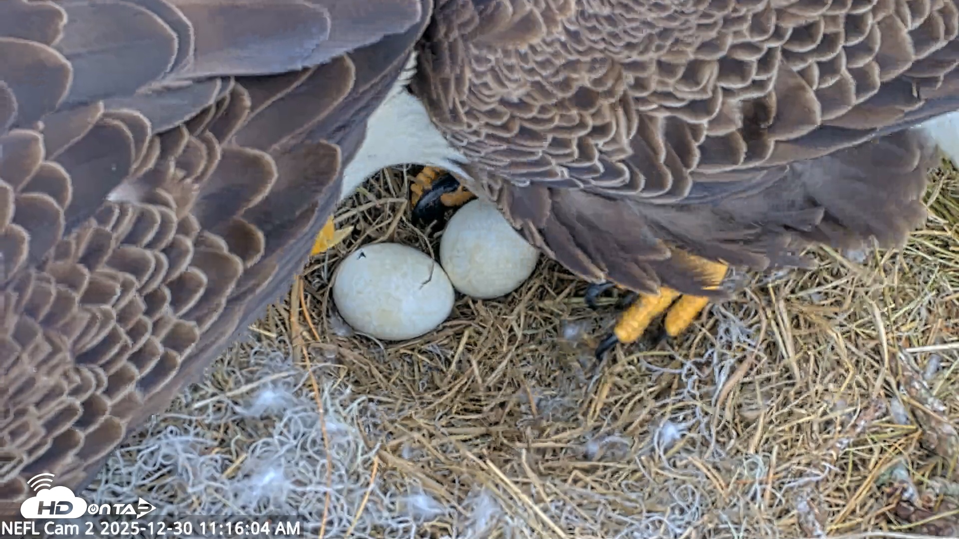 Snapshot of NE Florida Eagles Live Webcam taken Dec 30, 2025, 11:17am EST