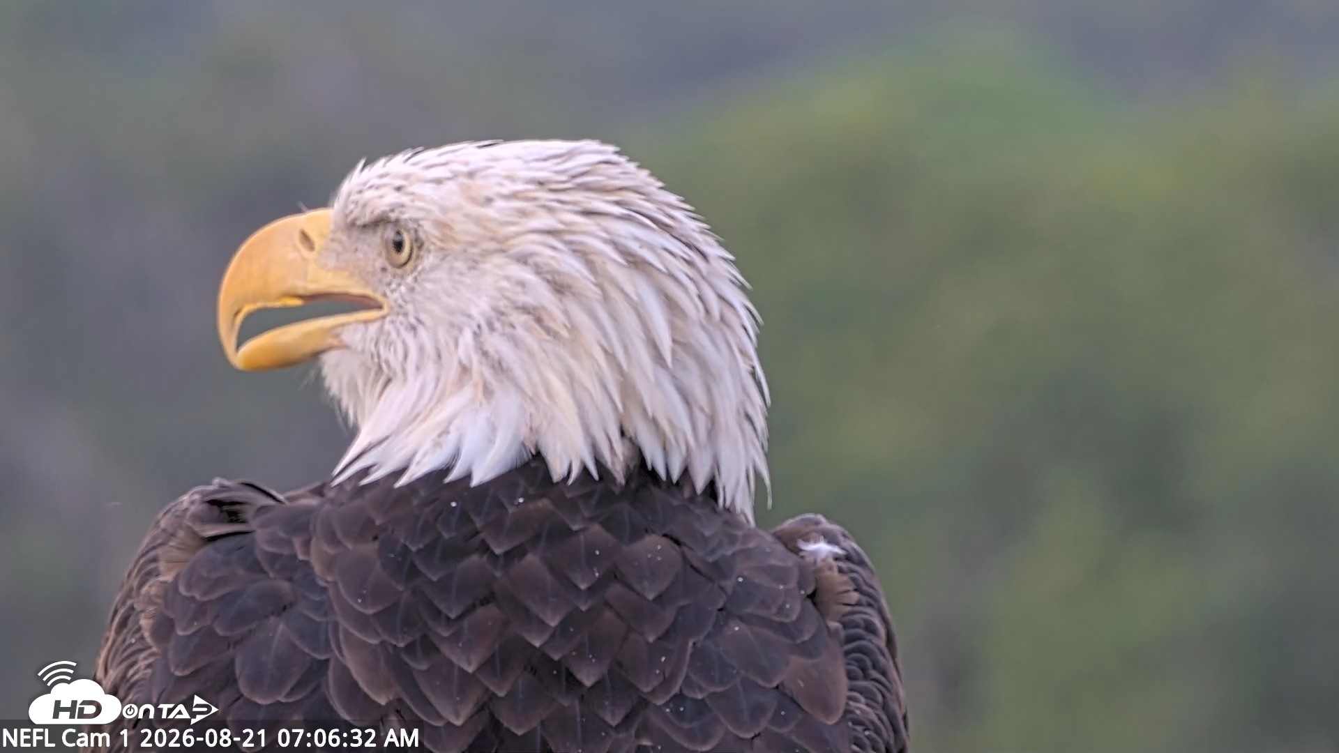 Snapshot of NE Florida Eagles Live Webcam taken Aug 21, 2026, 7:07am EDT
