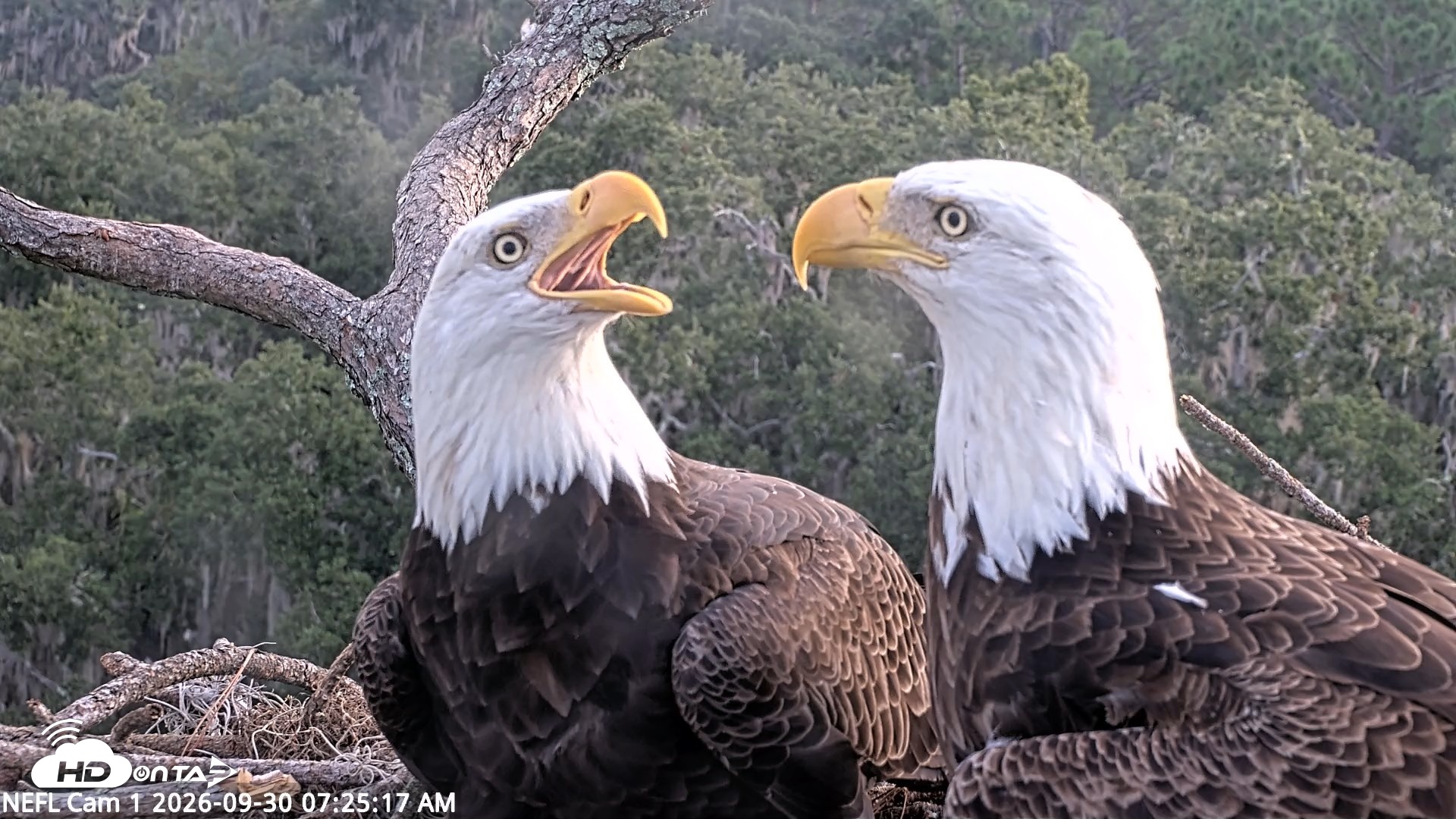 Snapshot of NE Florida Eagles Live Webcam taken Sep 30, 2026, 7:26am EDT