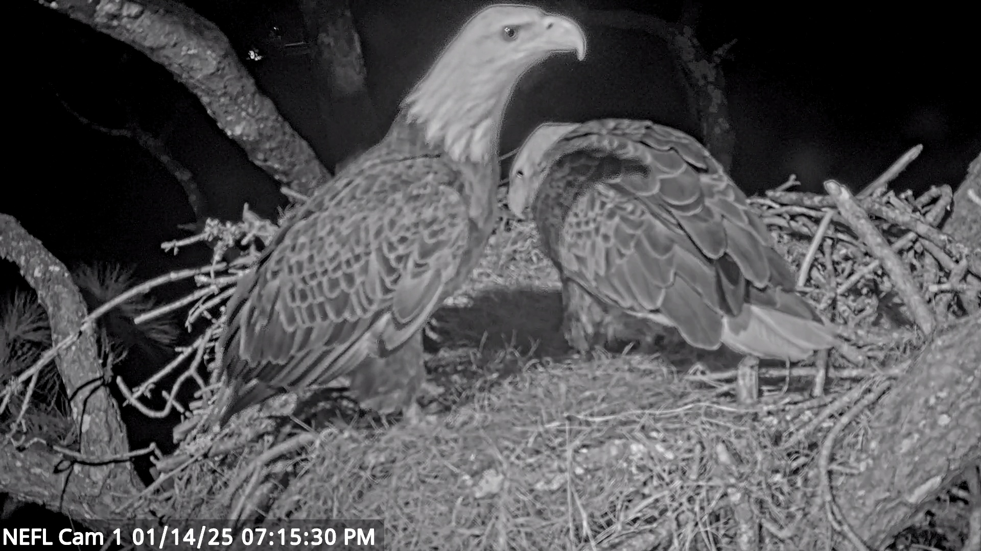 Snapshot of NE Florida Eagles Live Webcam taken Jan 14, 2025, 7:15pm EST