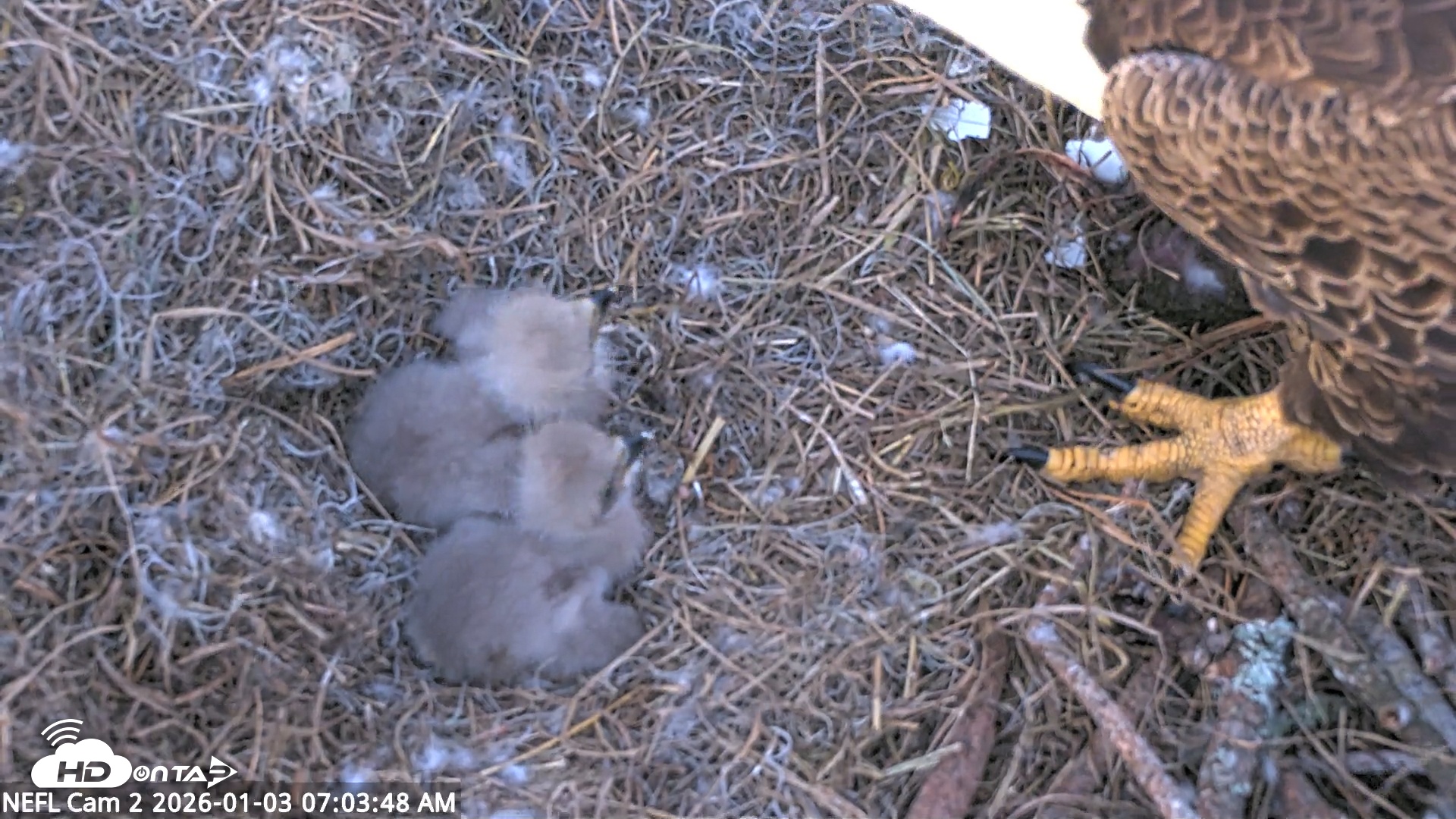 Snapshot of NE Florida Eagles Live Webcam taken Jan 3, 2026, 7:04am EST