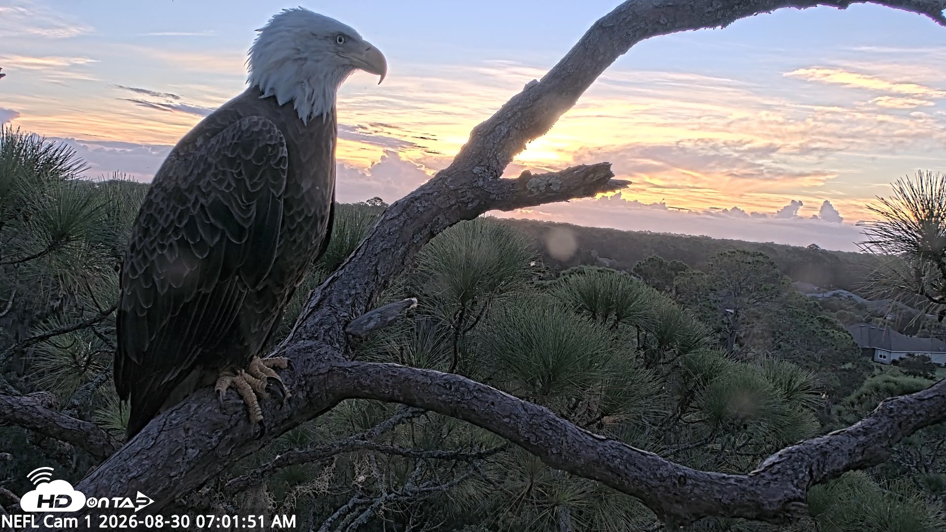 Snapshot of NE Florida Eagles Live Webcam taken Aug 30, 2026, 7:02am EDT
