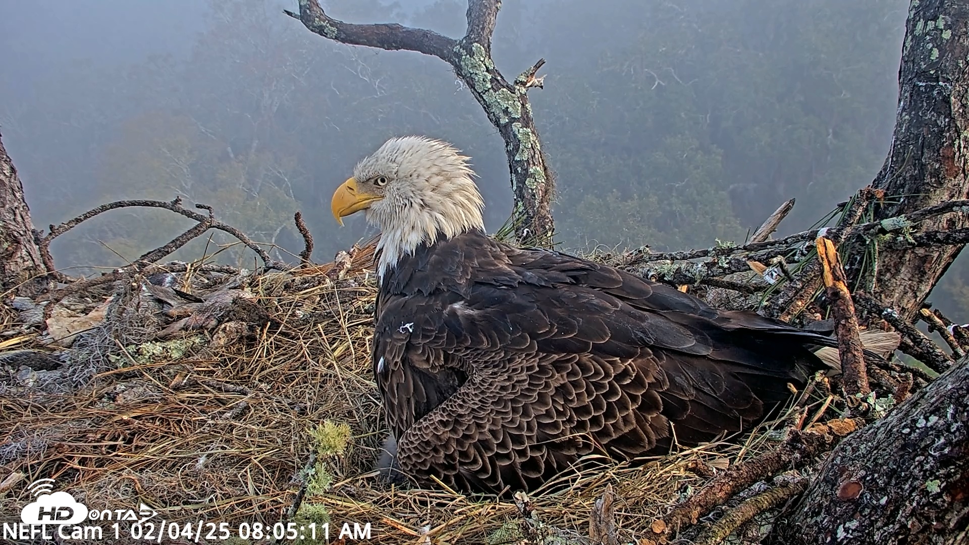 Snapshot of NE Florida Eagles Live Webcam taken Feb 4, 2025, 8:05am EST