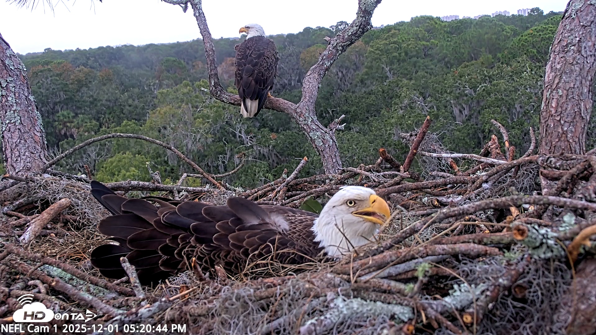 Snapshot of NE Florida Eagles Live Webcam taken Dec 1, 2025, 5:21pm EST